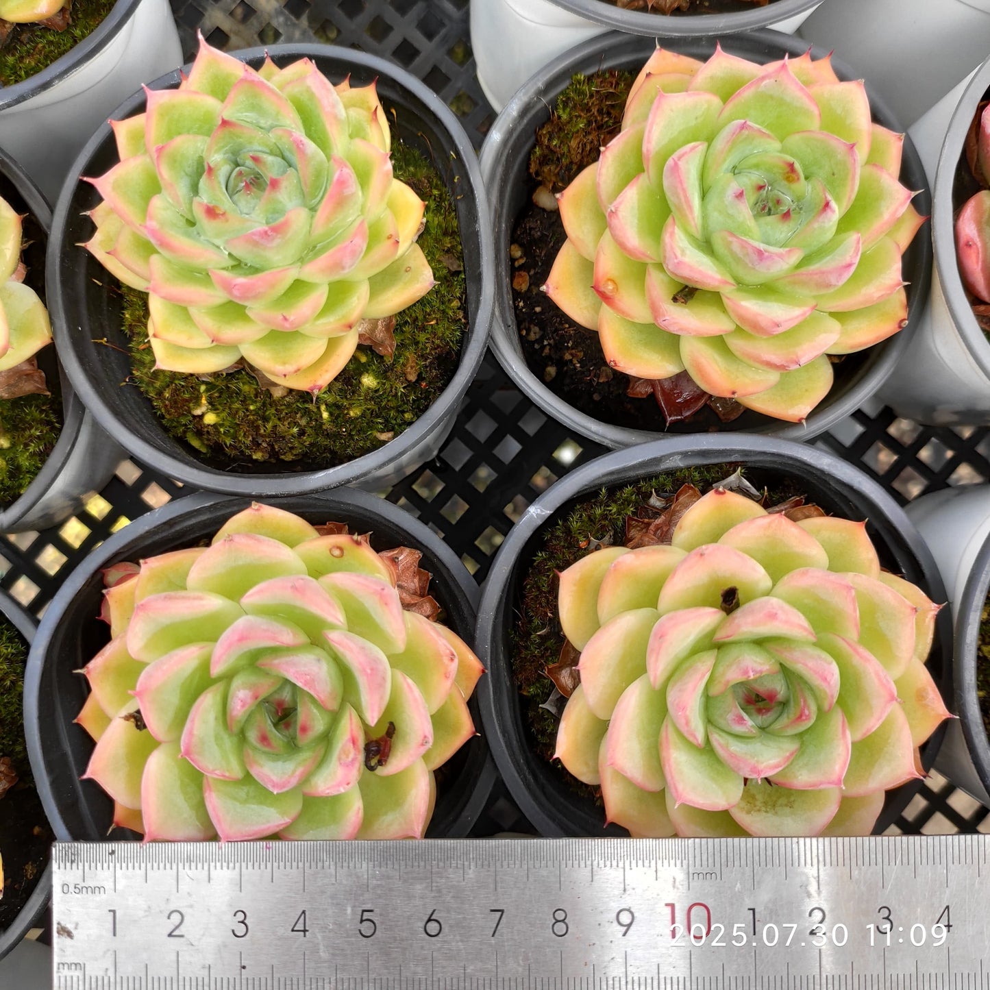 QN707 ピンククリスタルローズ(9cm pot)