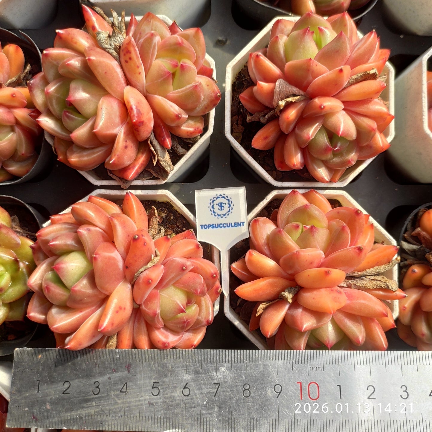 24667 チャーロッテ