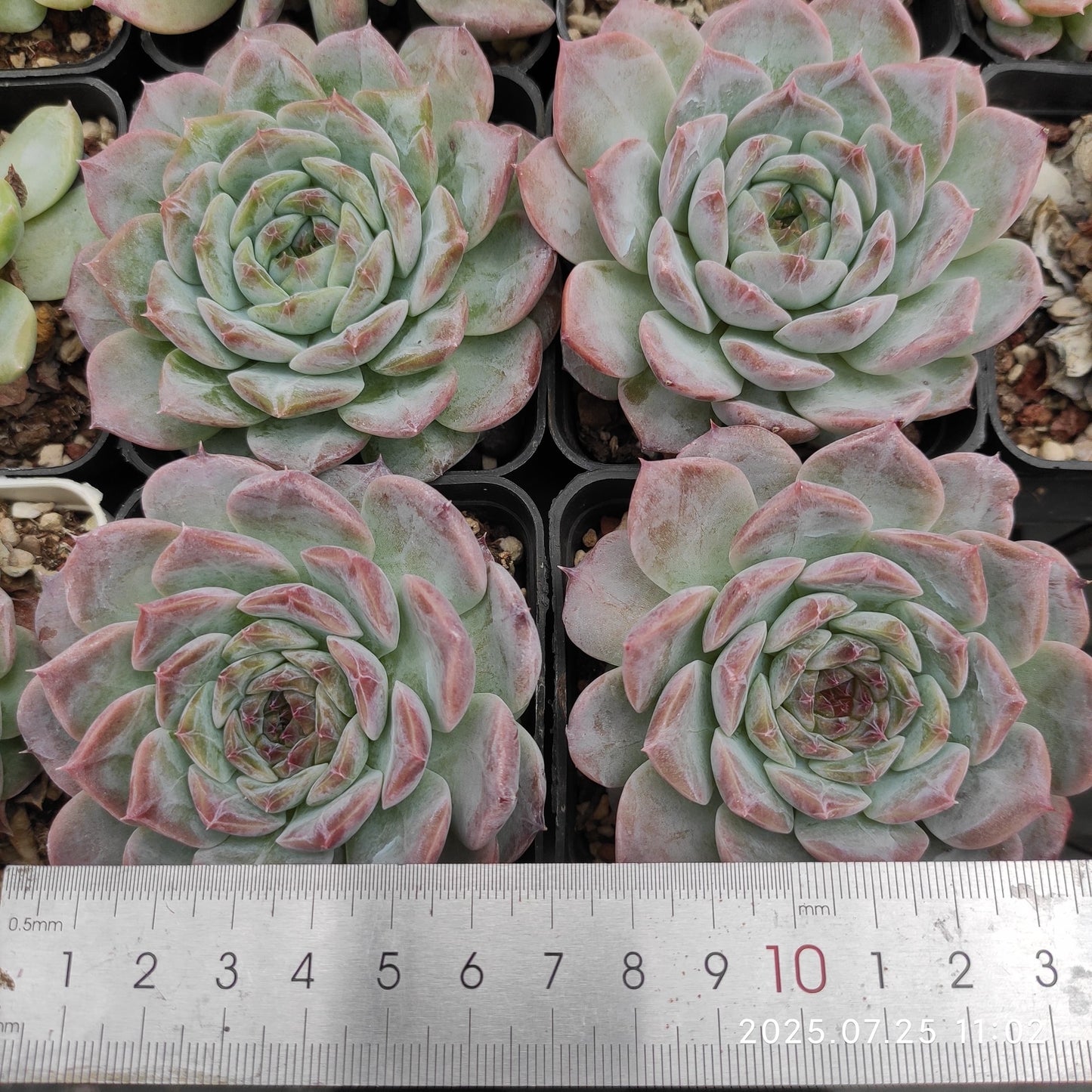 NGN260 パープル スピリット(7cm pot)