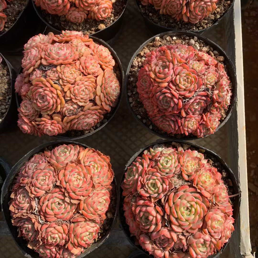 26221 ベービー・サプライズ