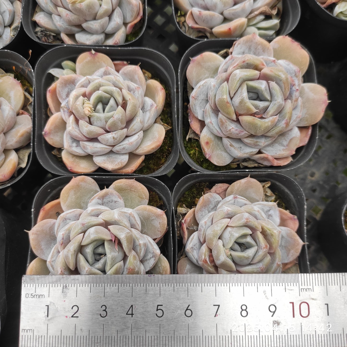 QN243 タイニーバーガー(7cm pot)