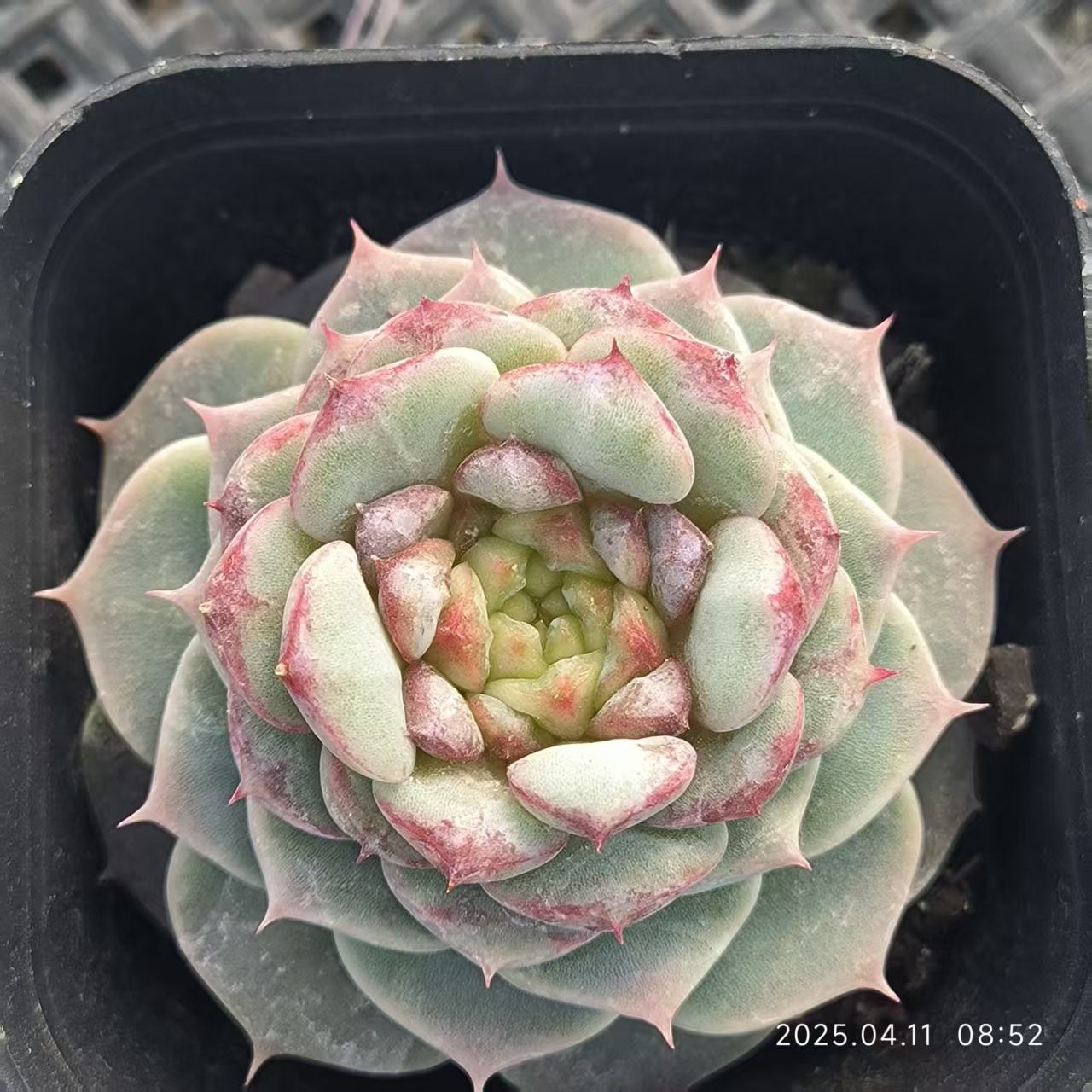 RDD077 レッドベルベット (6.5cm pot)