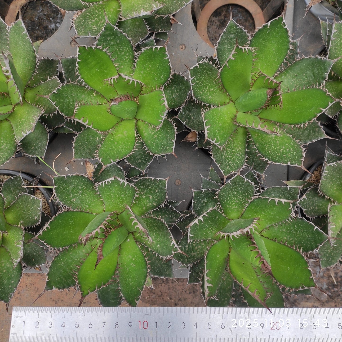 18733 アガベ ホリダ(15cm pot)