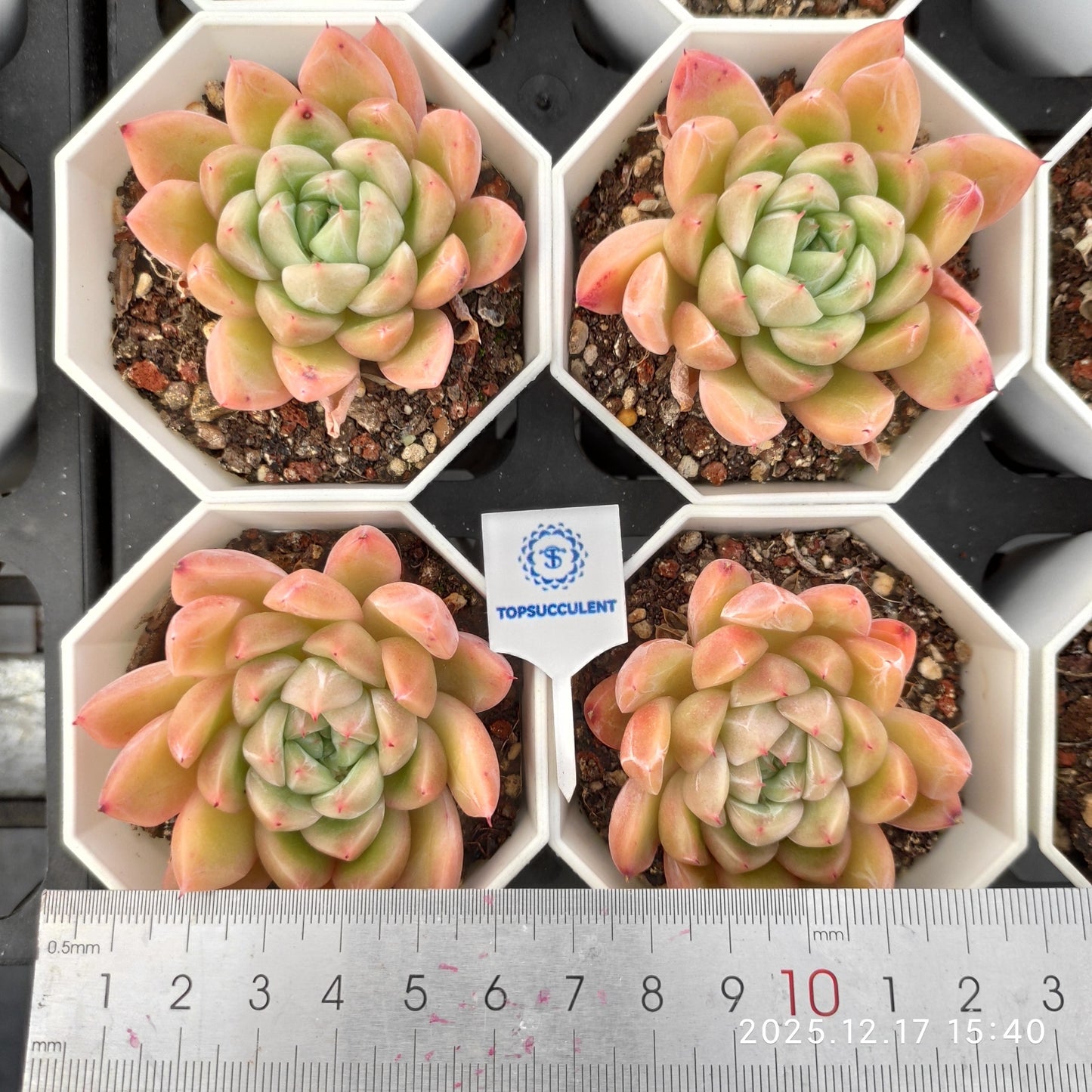 16414 マルガンHyb