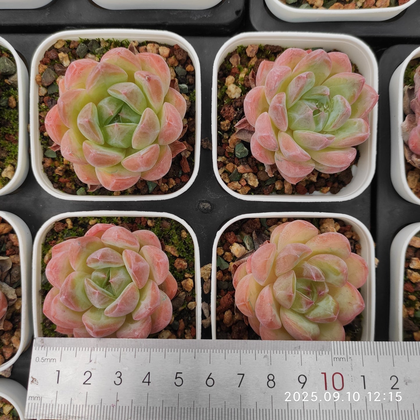 21039 アメイジング グレース x コールド ブーケ(7cm pot)