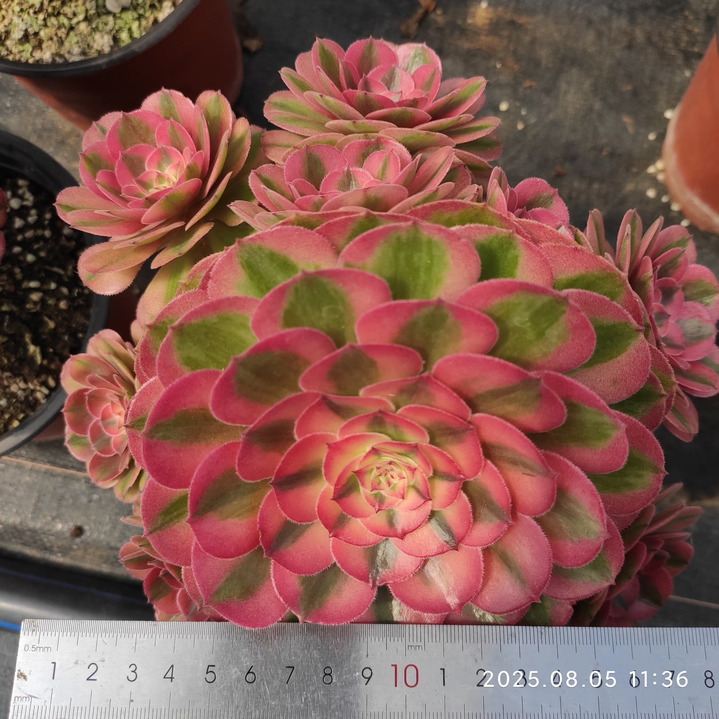 LXX009 アエオニウム ライチー(18cm pot)