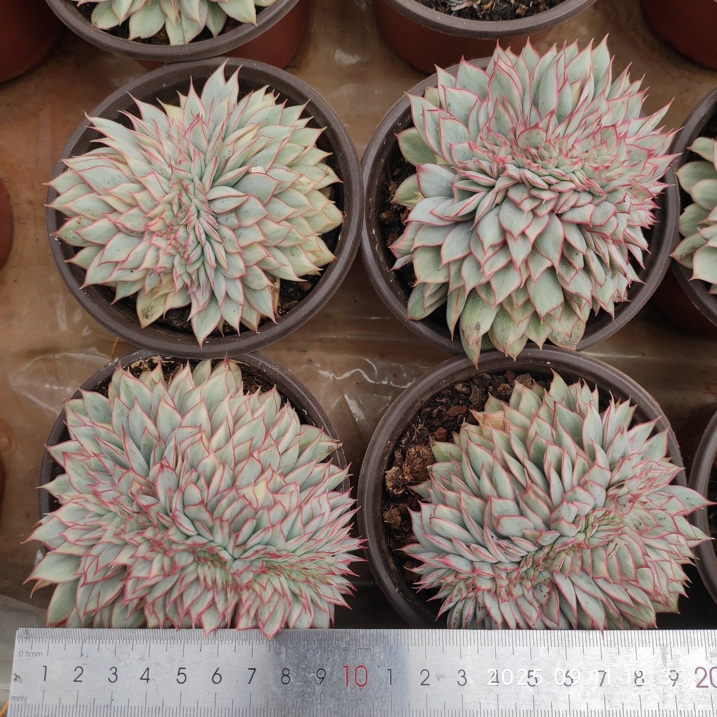 THH075 エスター錦(12cm pot)