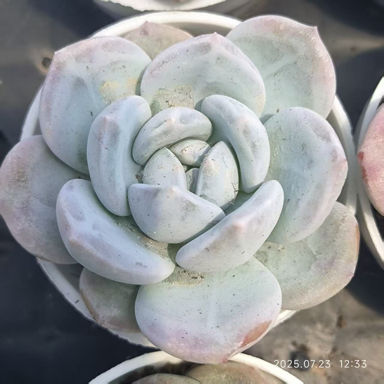 XL083 スノーピーチ(5cm pot)