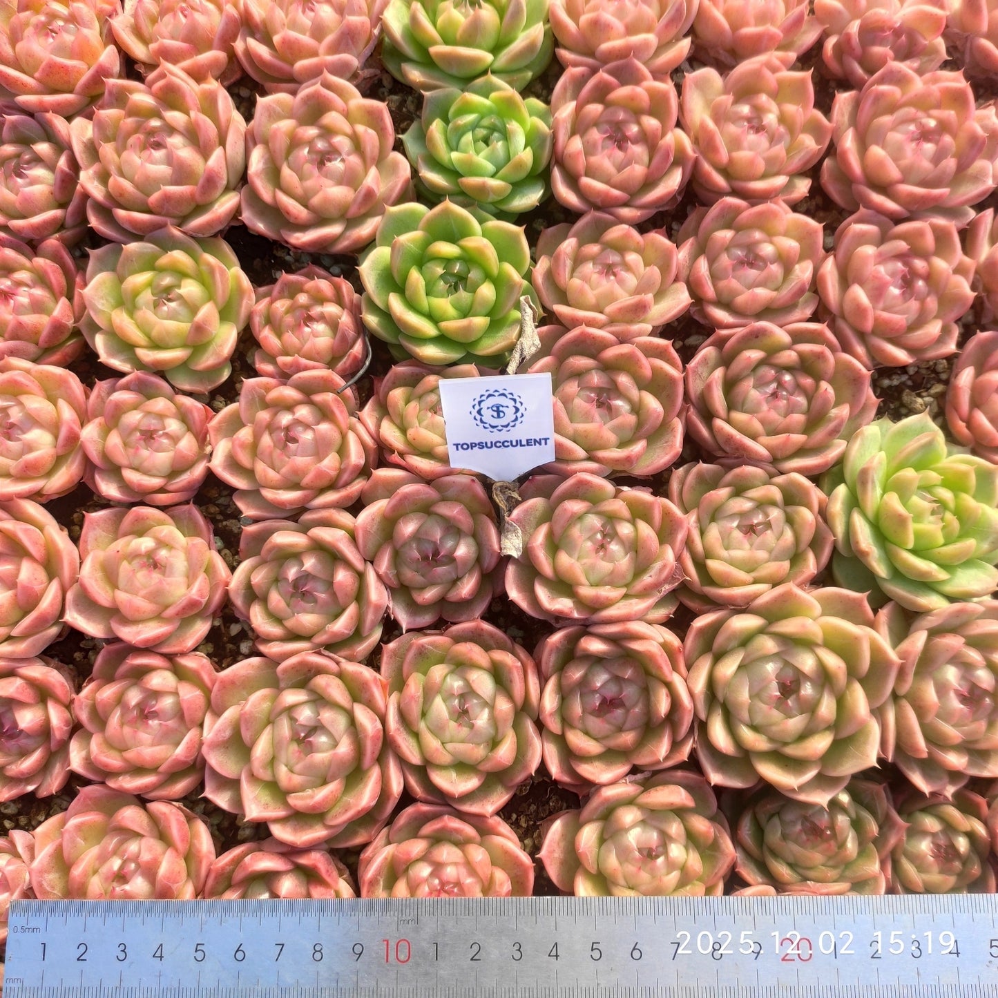 23025 シャンペーンHyb(ポット苗)