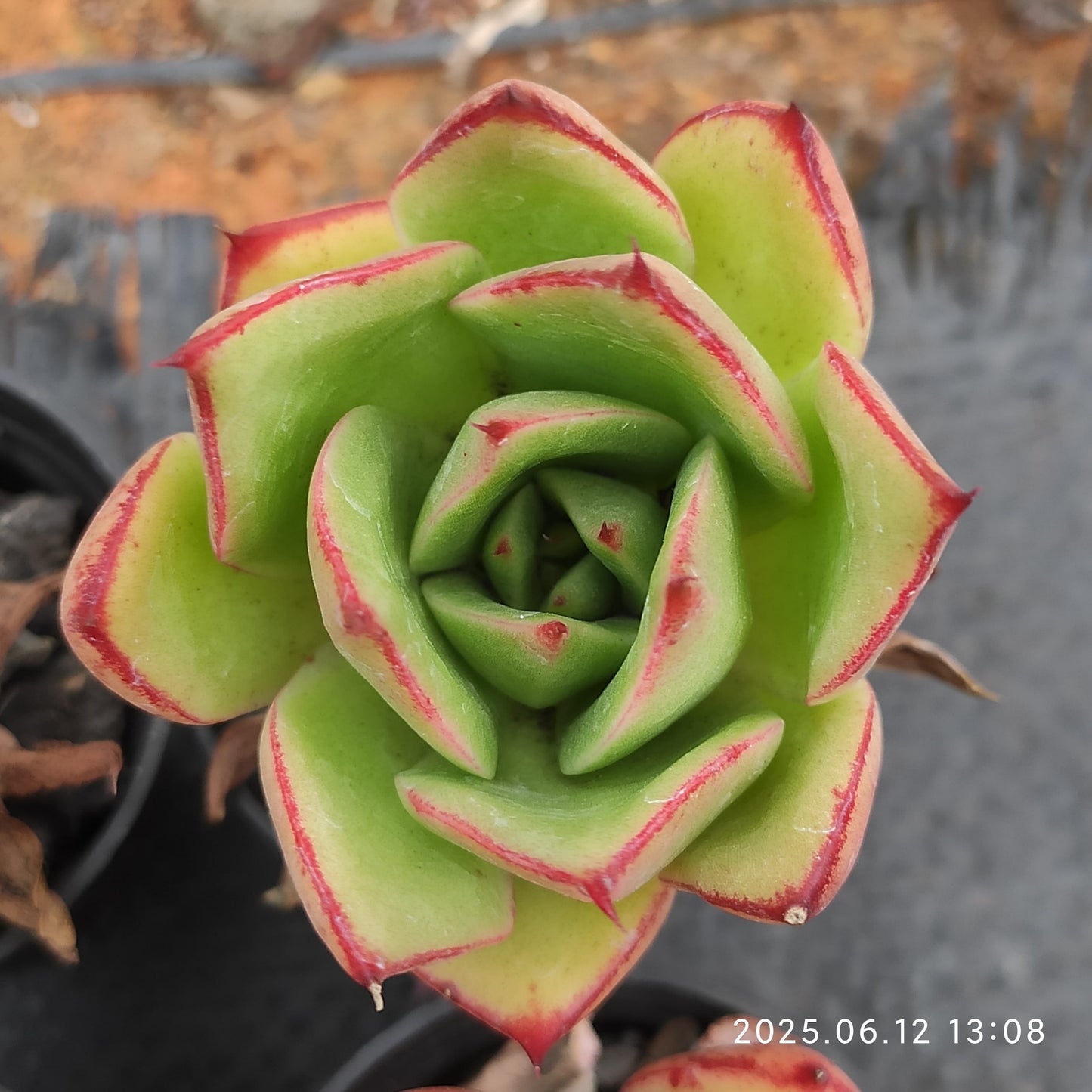 MMT498 ファイヤーバード(5.5cm pot)