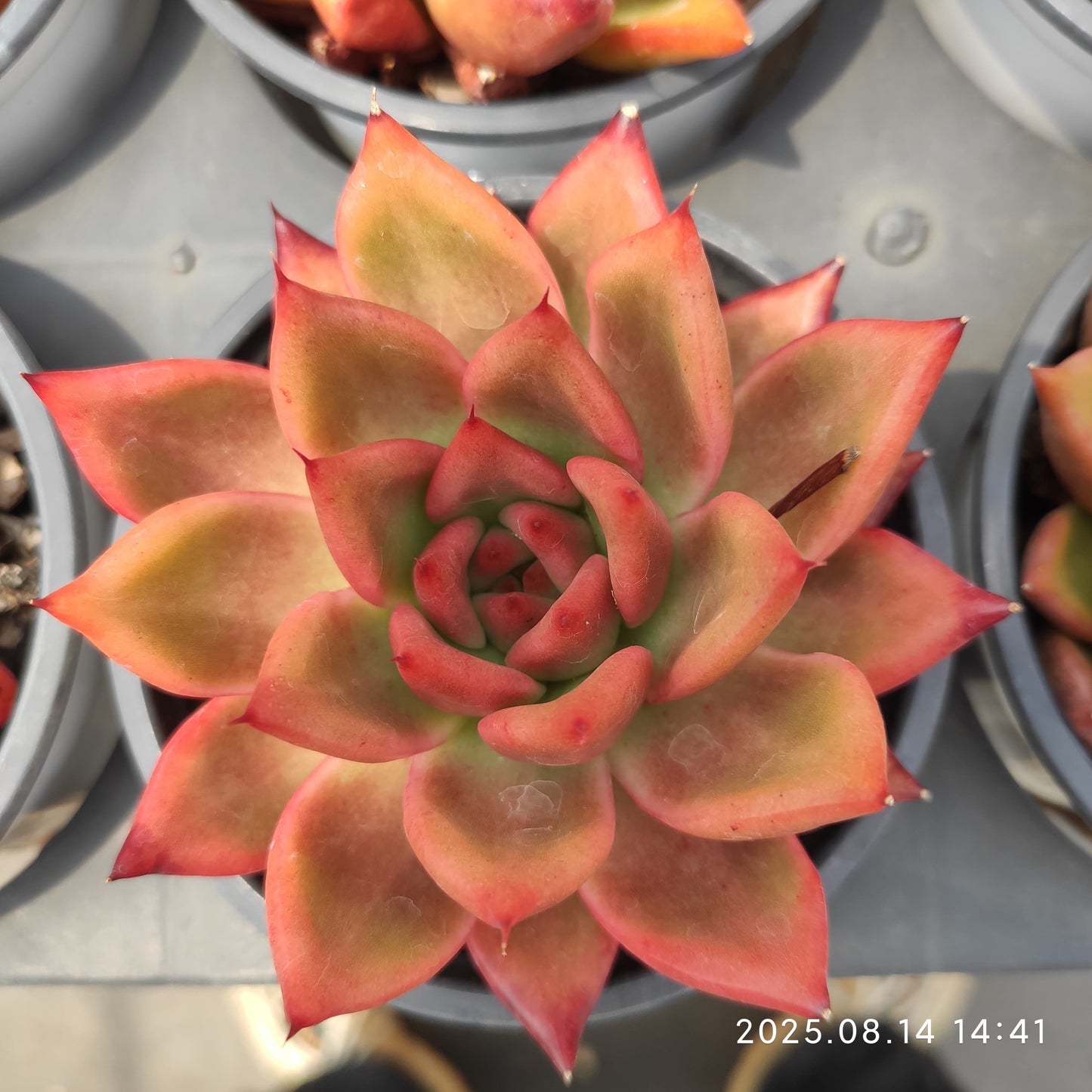 HM206 アームストロング (11cm pot)