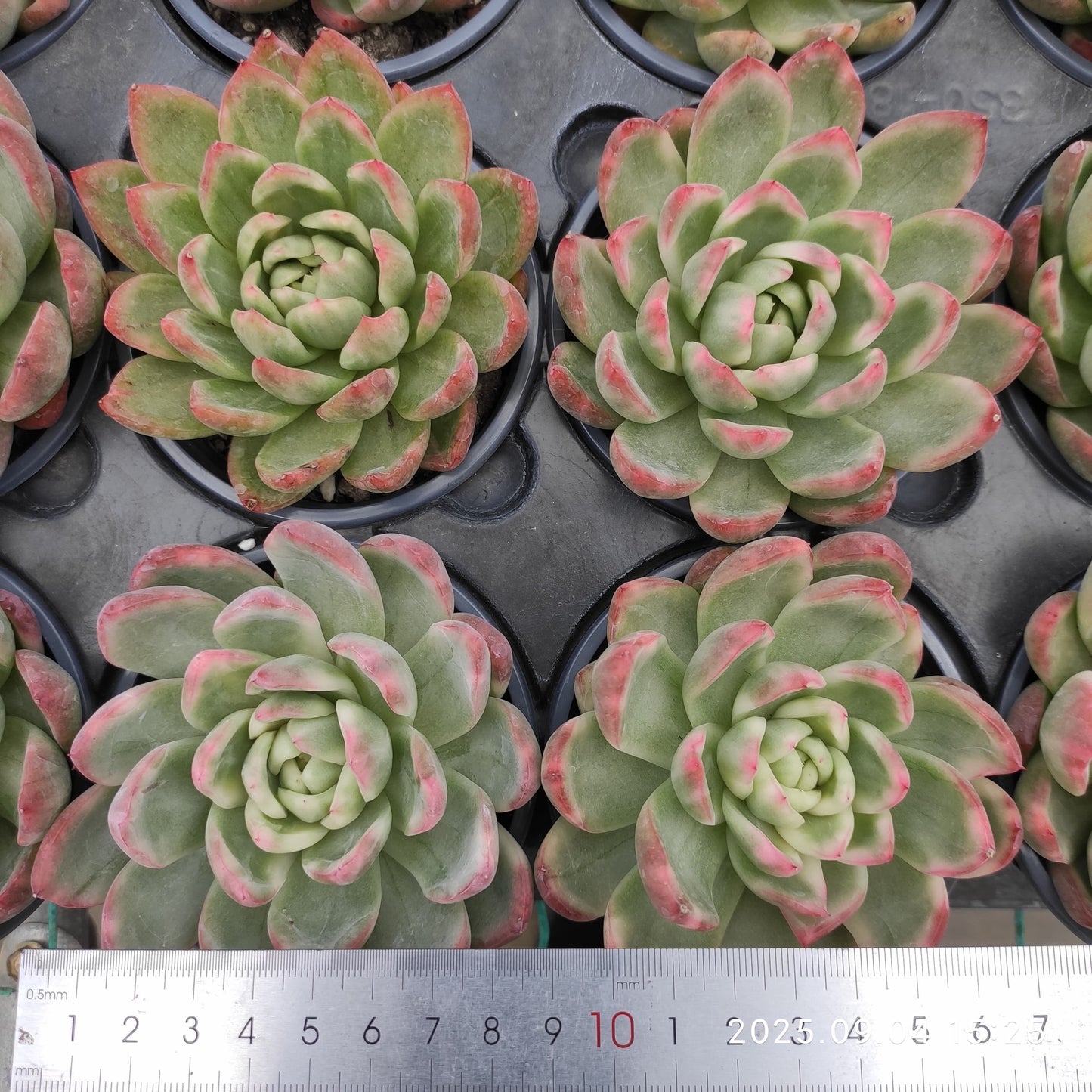 MMY859 クリスタル ジェニー(9cm pot)
