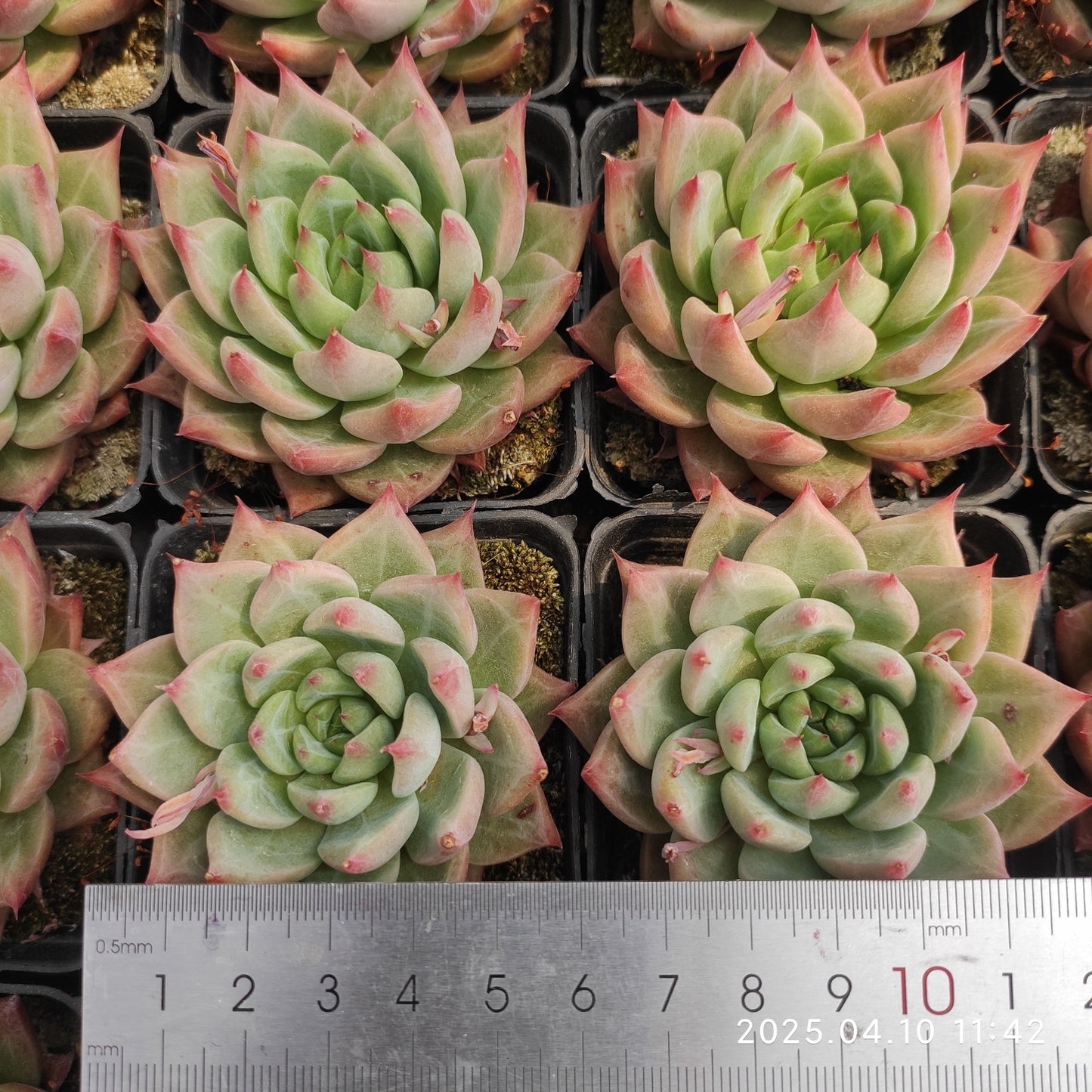 NGN699 レッド スノー マウンティン(50cm pot)