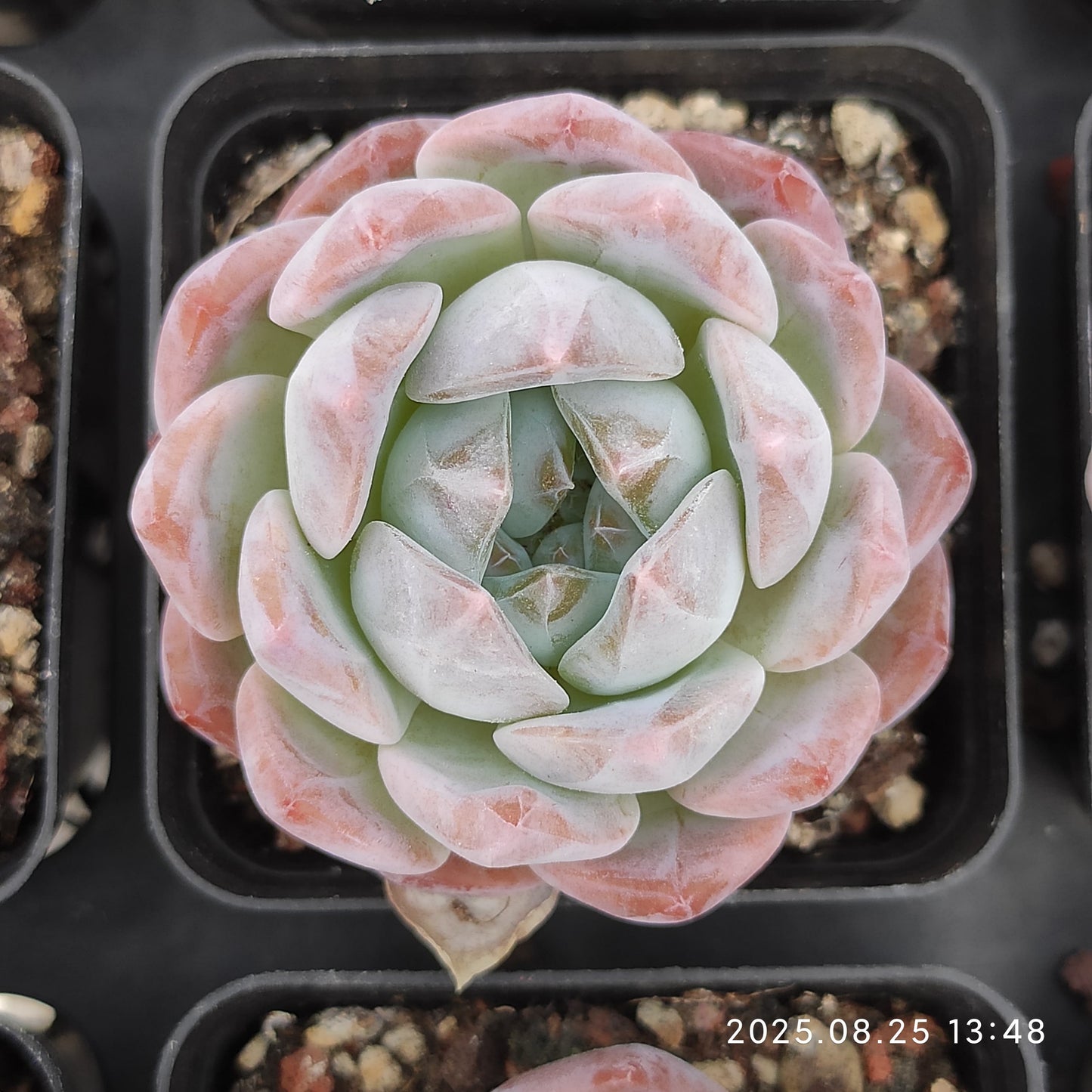 WWA304 モンロー Hyb (7cm pot)
