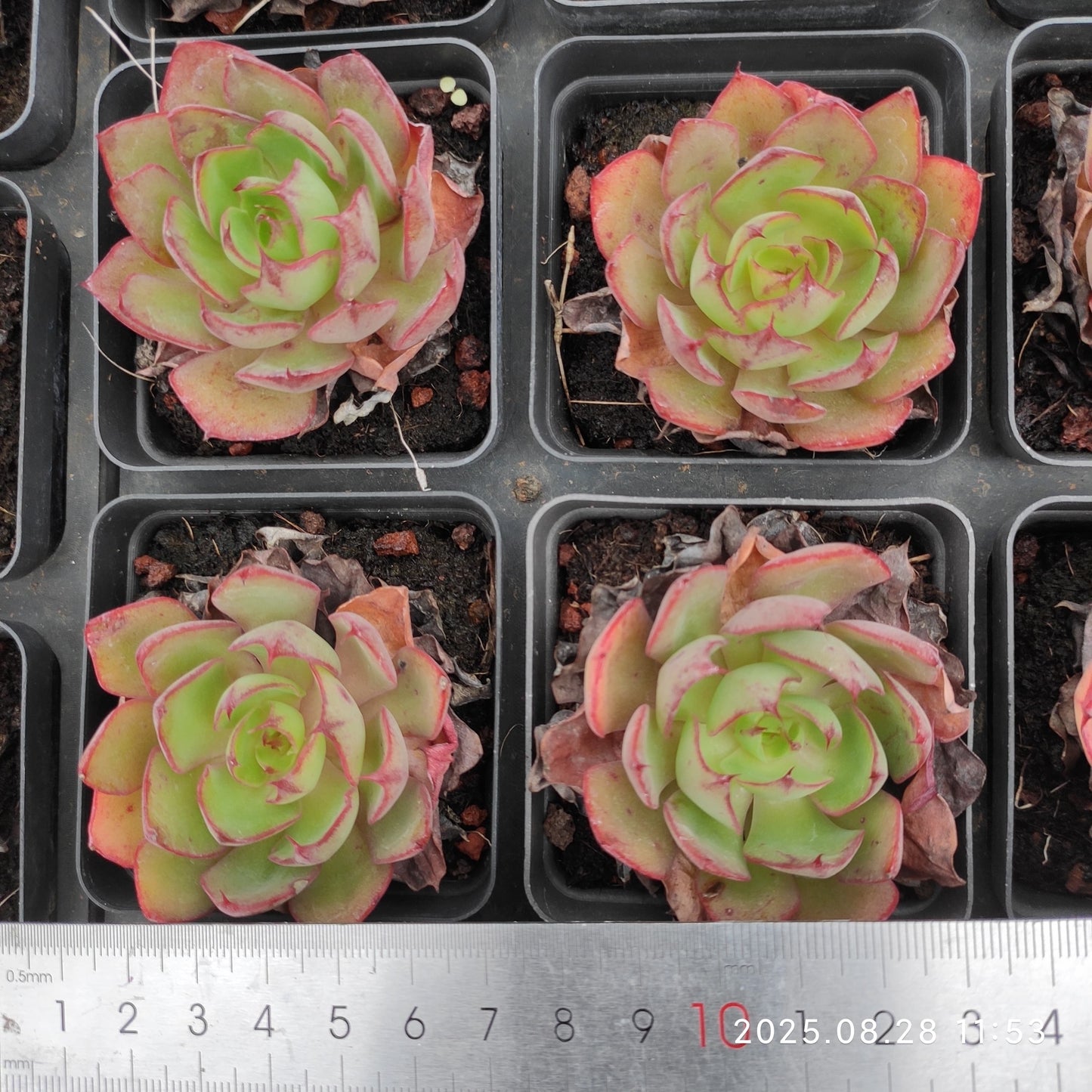 YBB081 ヤンジン(6.5cm pot)