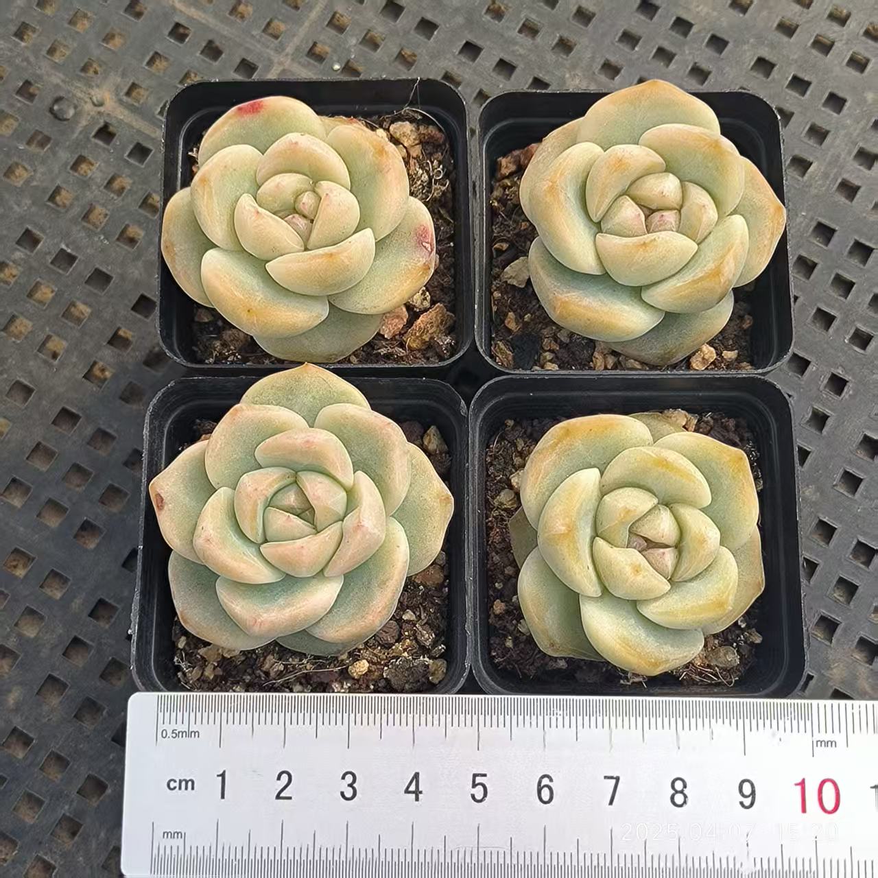 GR384 スタージェニーHyb(6.5 cm pot)