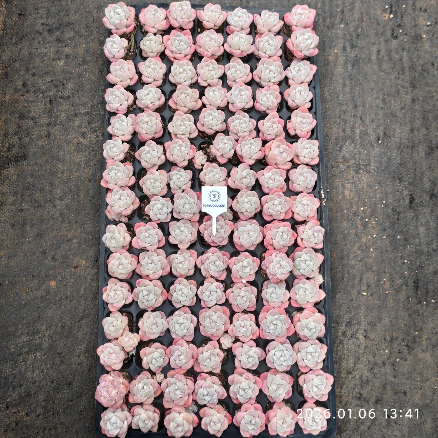 24369 アイスグリーン