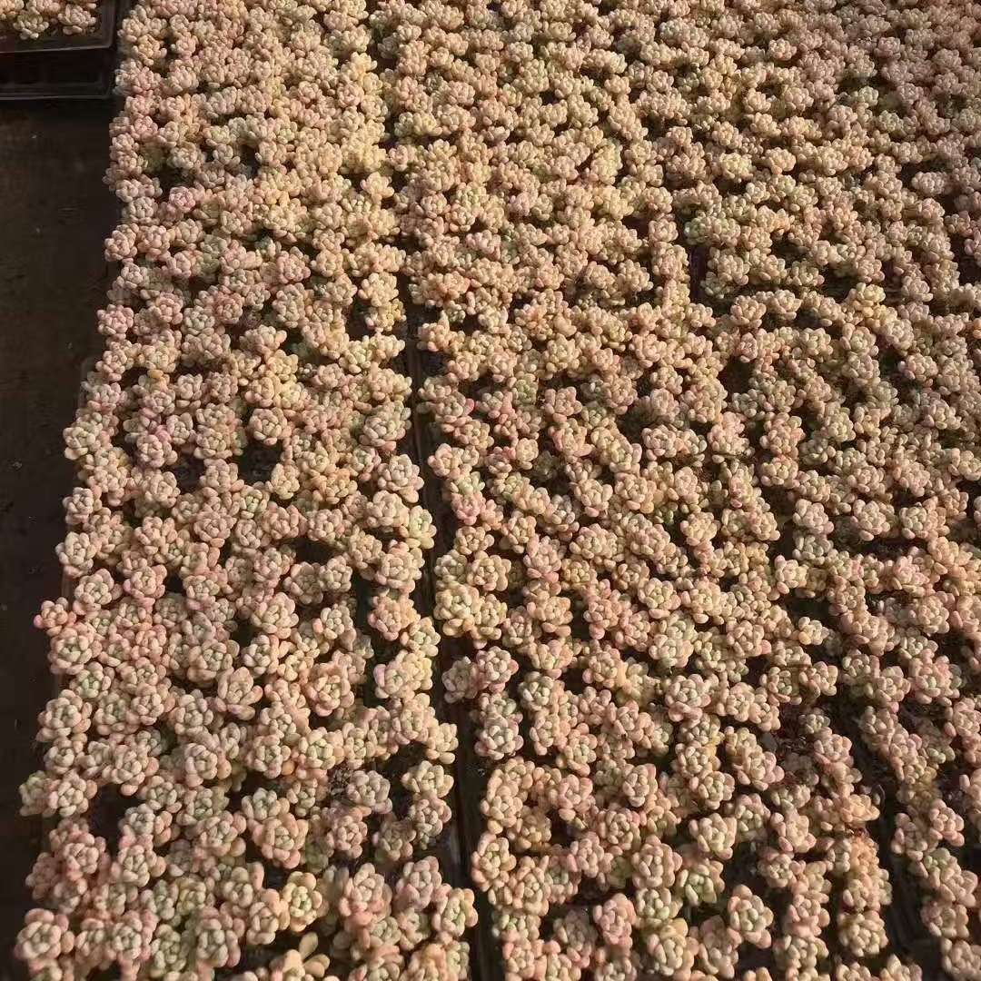 22229 クラバタム(3cm pot)(ポット苗)