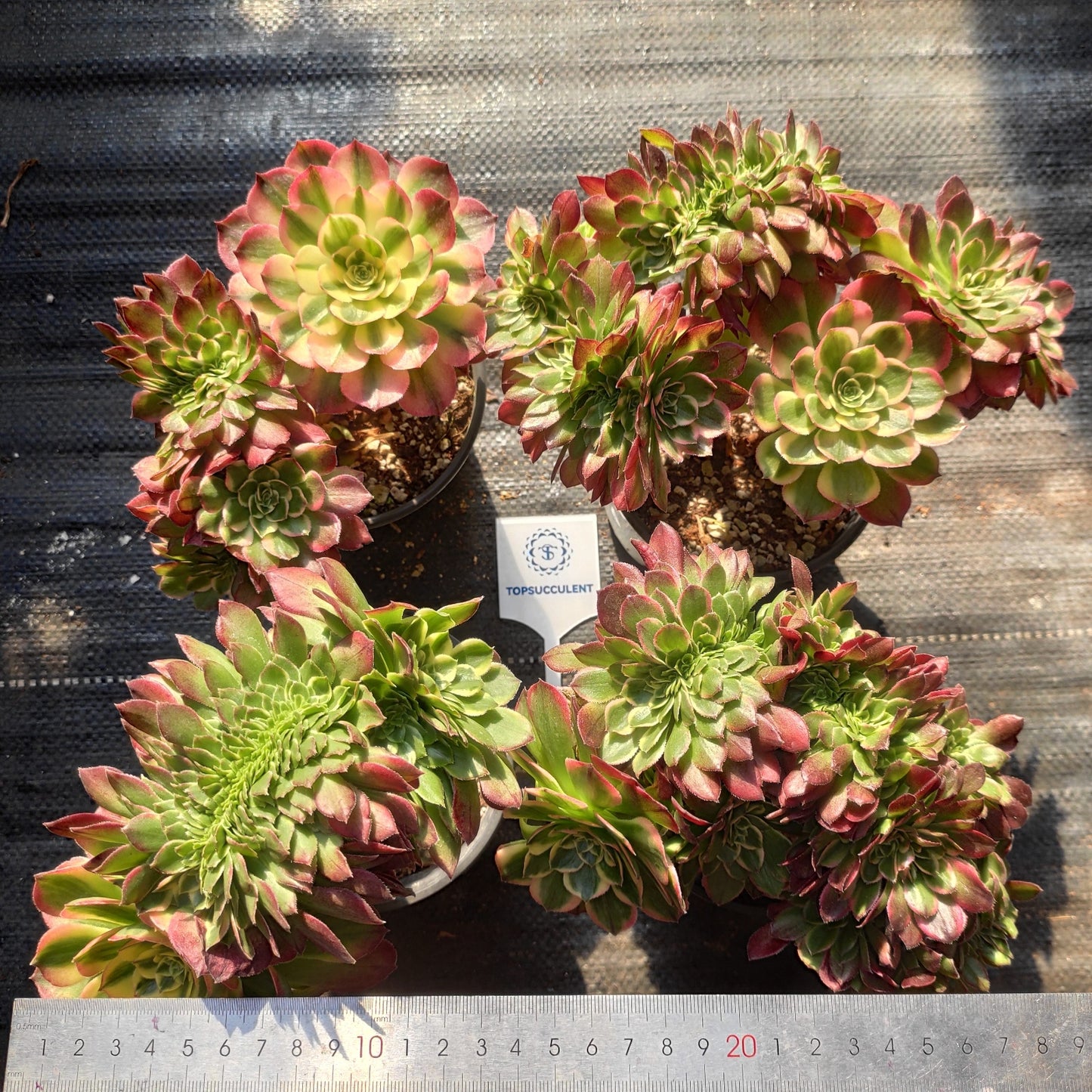 17927 アエオニウム シーキング綴化