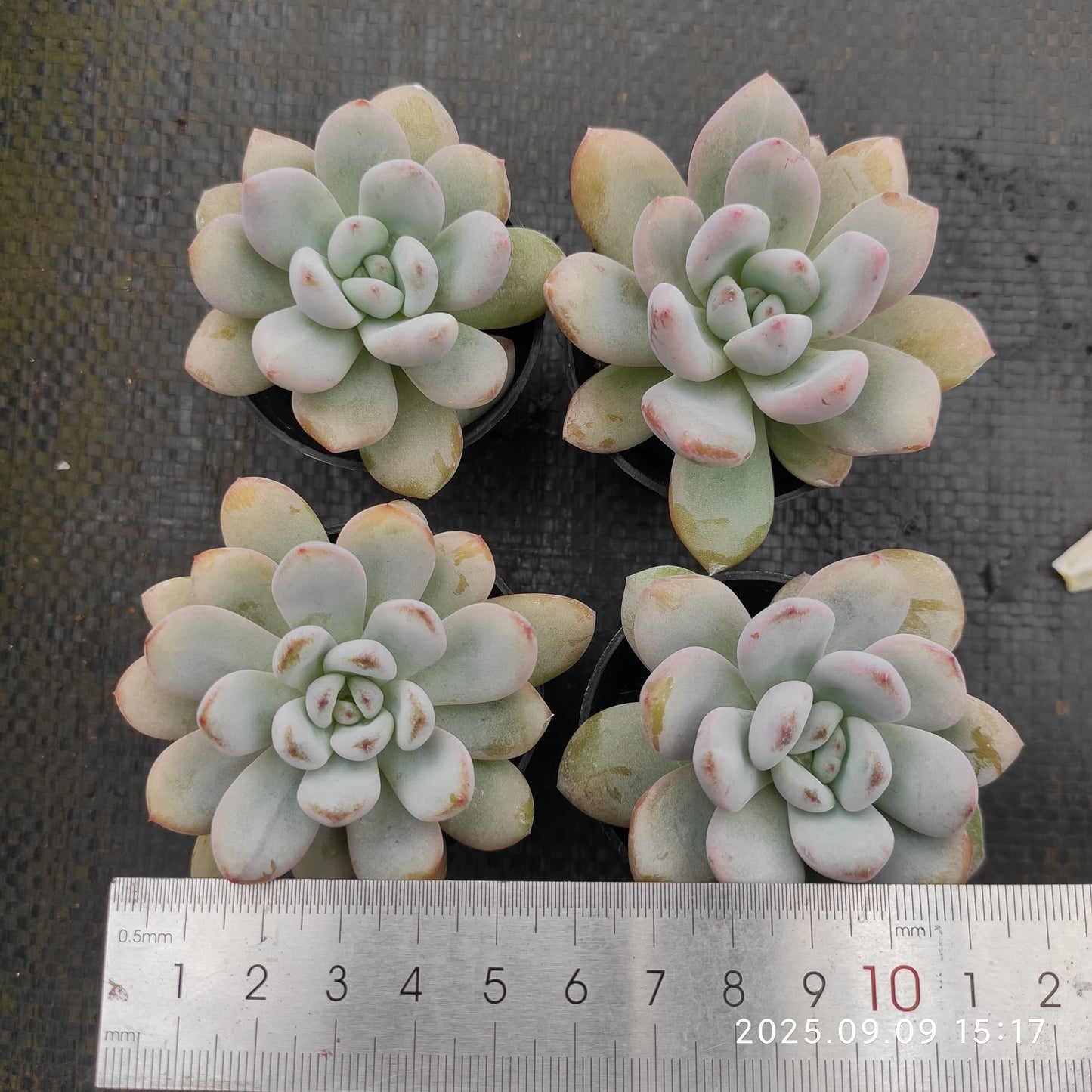 MMT860 スパーク スノー(5.5cm pot)