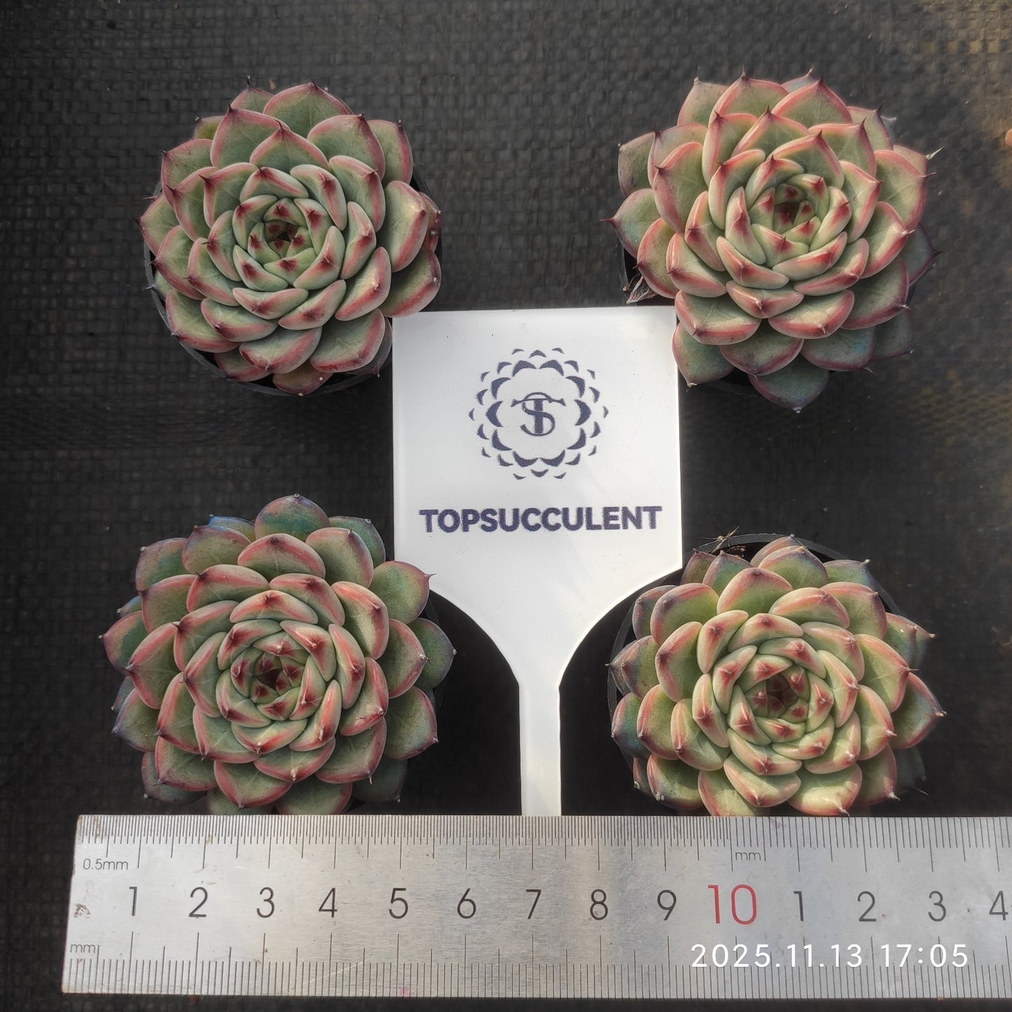 20917 スプリング(5.5cm pot)