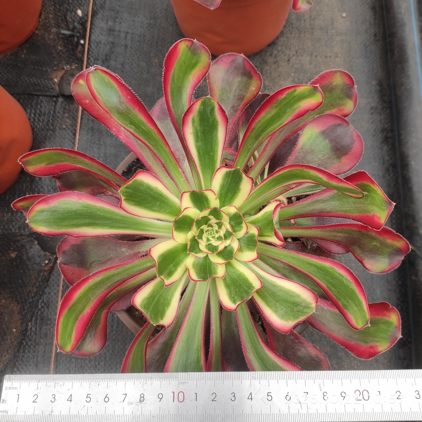 THH090 レッド ベルベット(18cm pot)