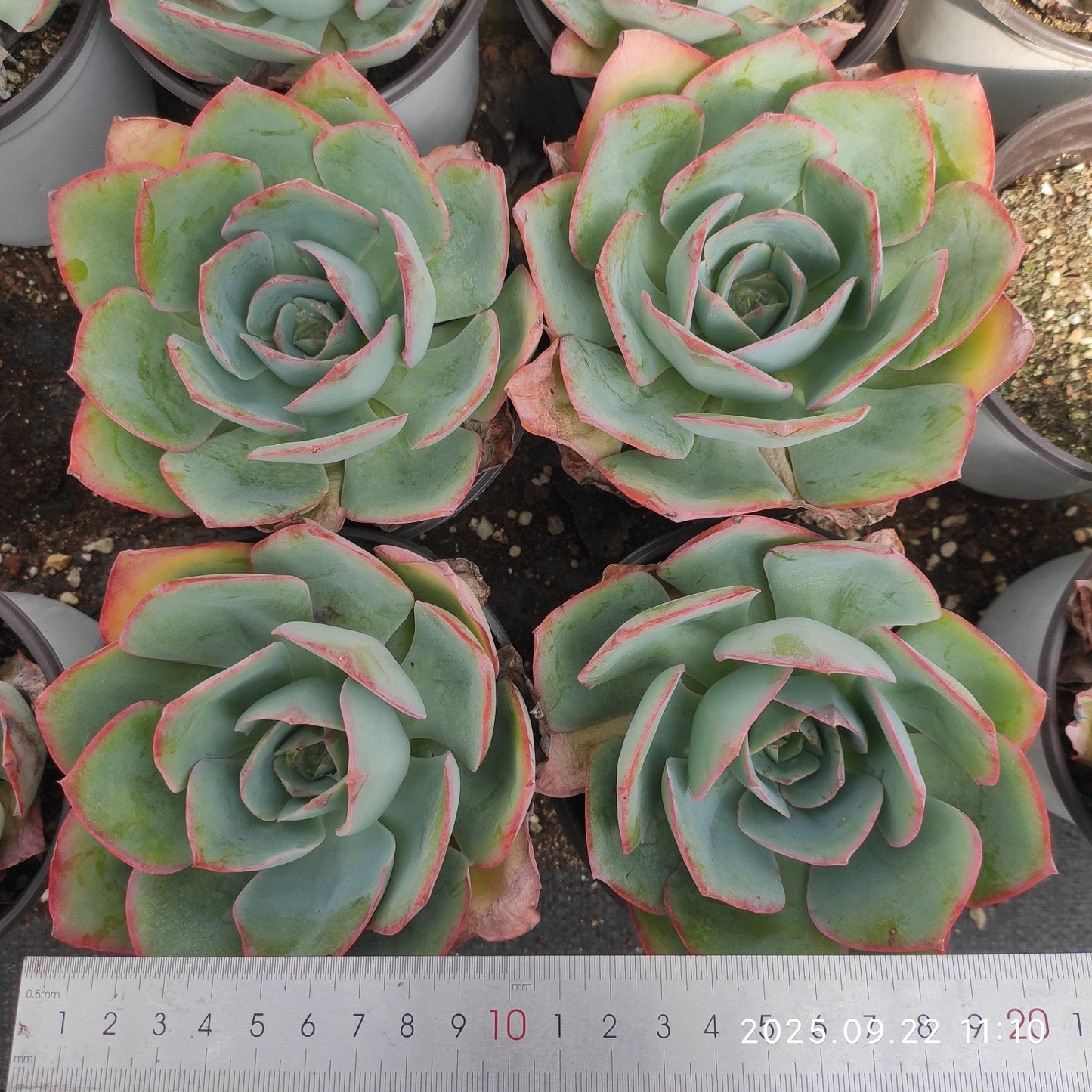 ZAJ068 ブルーライト(11cm pot)