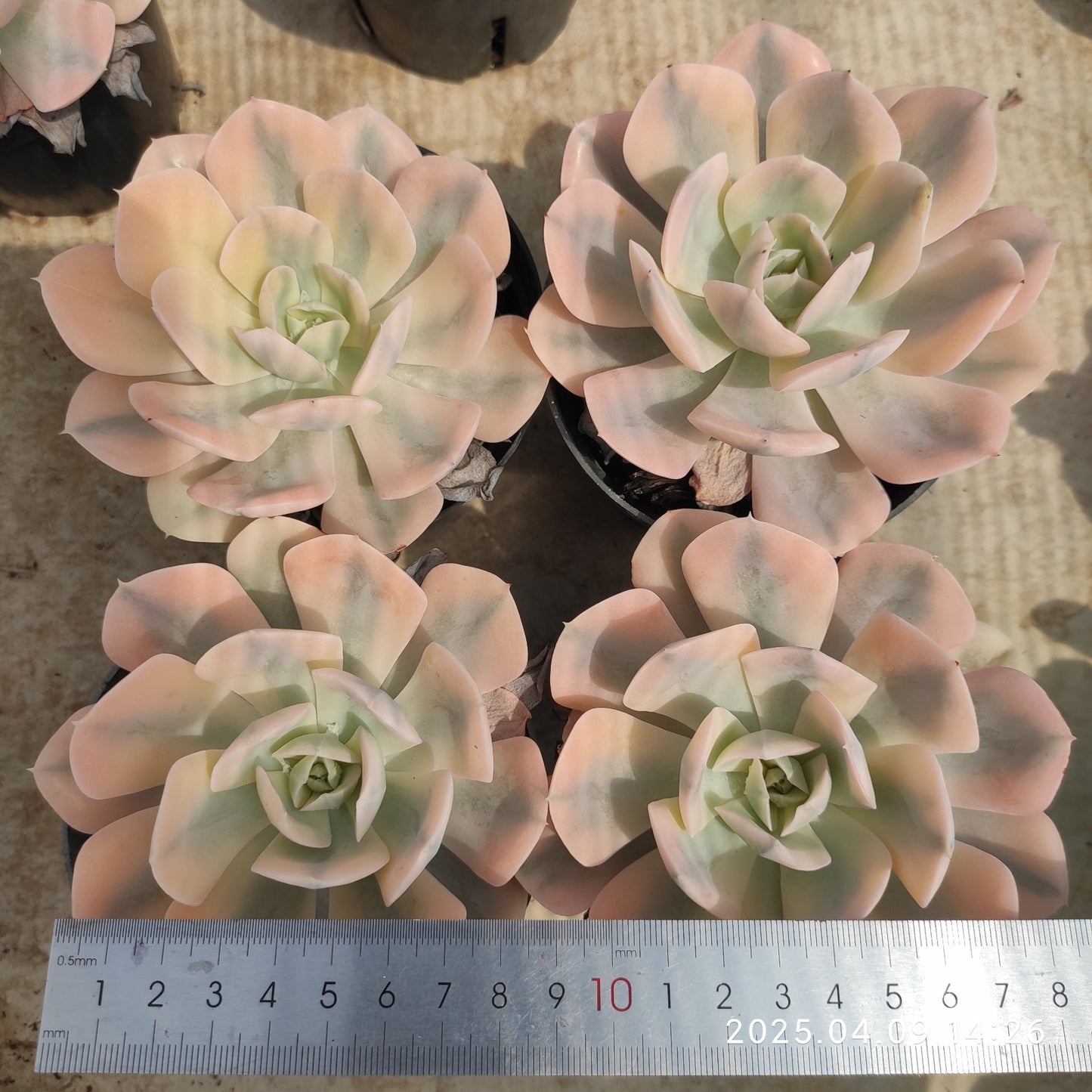 YBB243 マカベニア錦(80cm pot)
