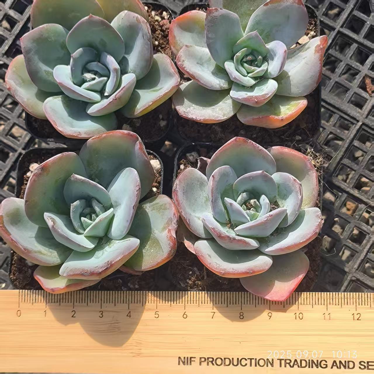 FFH121 ブレランド(6.5cm pot)