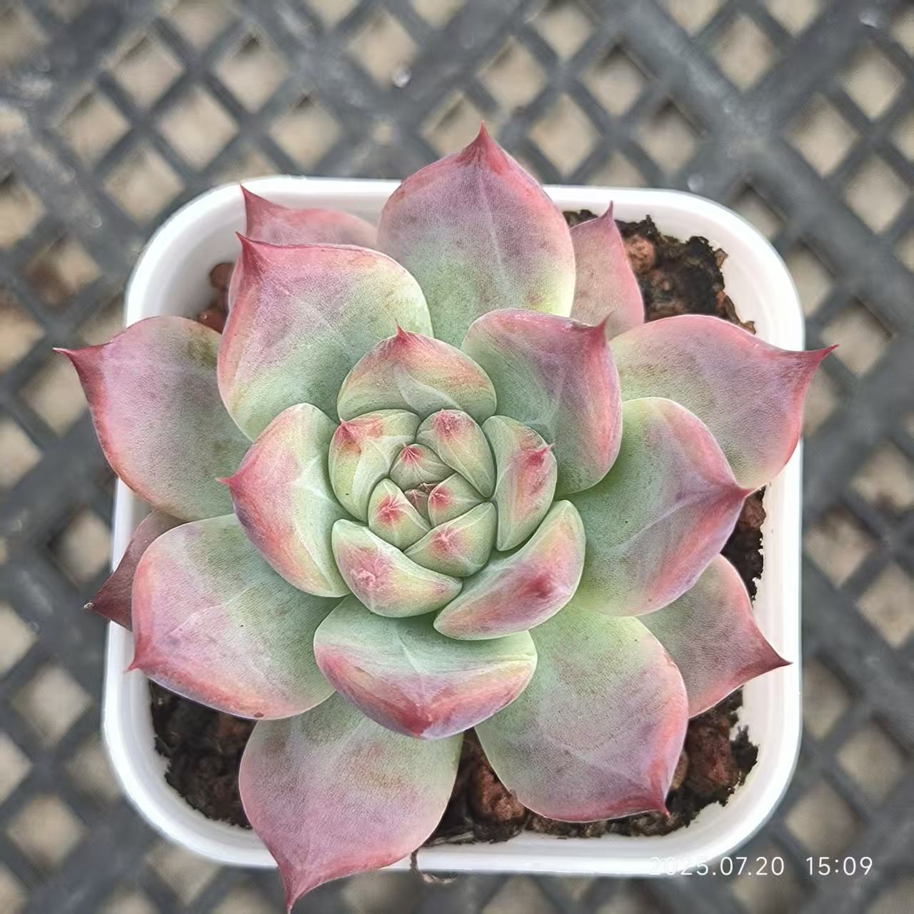 DDX079 ワイルドコロラータ (6.5cm pot)