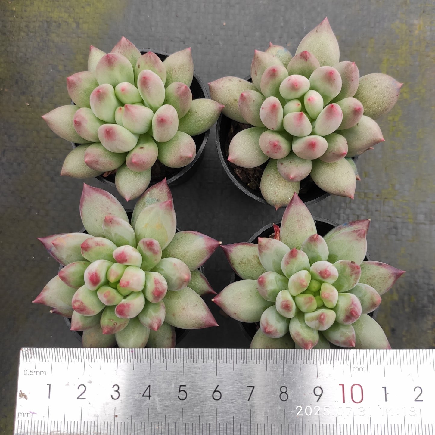 MMT863 イェオンジャー(5.5cm pot)