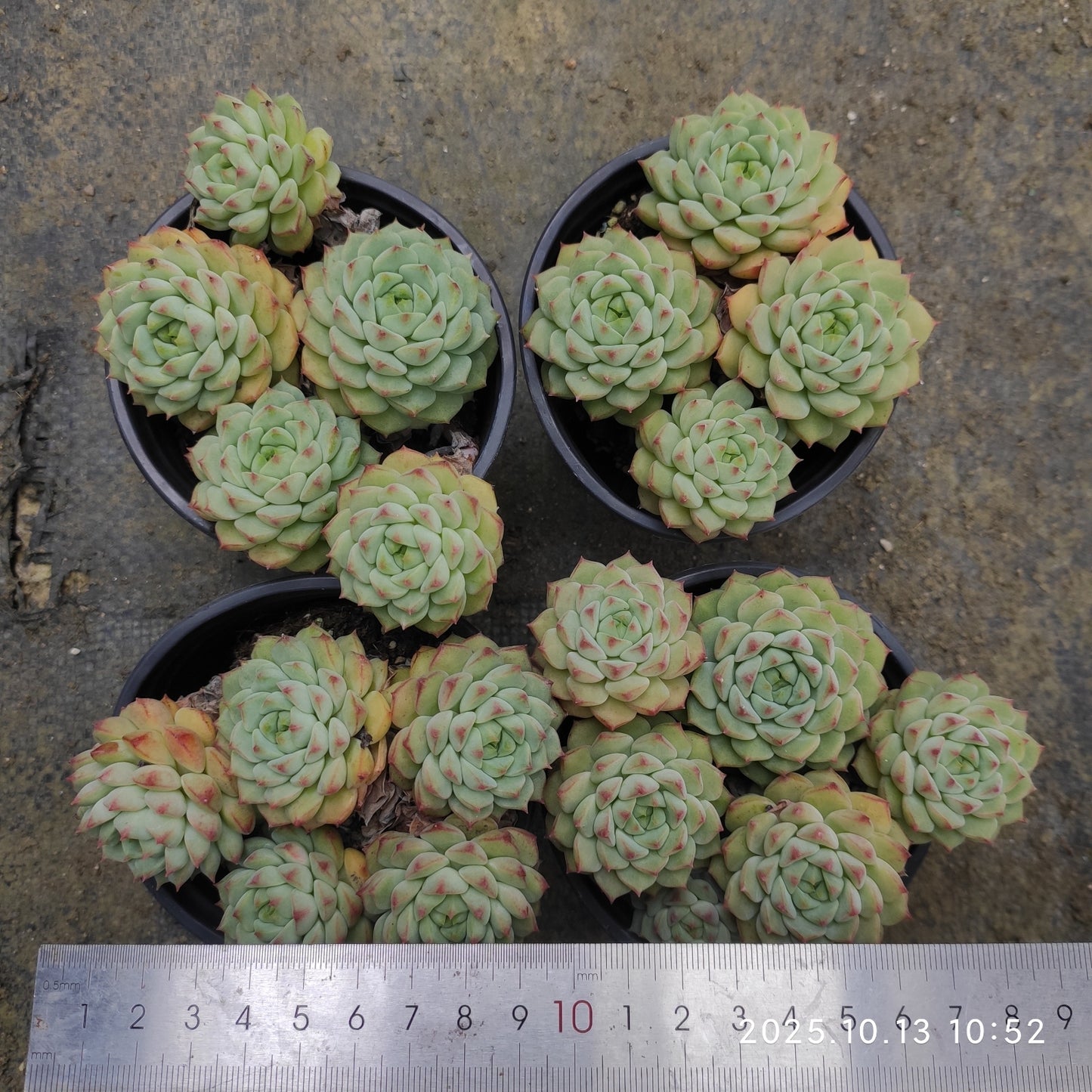 20573 パンダフェイス(9cm pot)