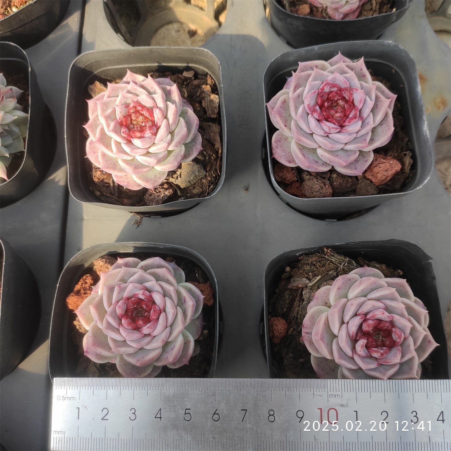 ZZA269 レッドベルベット (7cm pot)