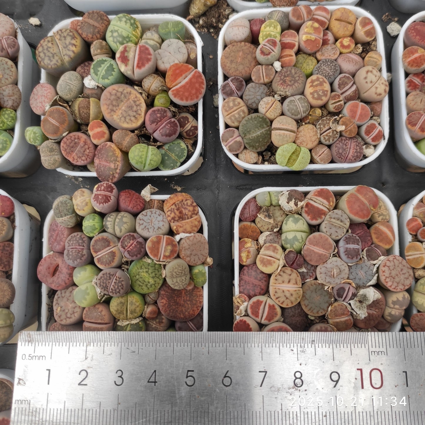 MMY1297-POT レスリエー x オーキャンピアエ(5.5cm pot)