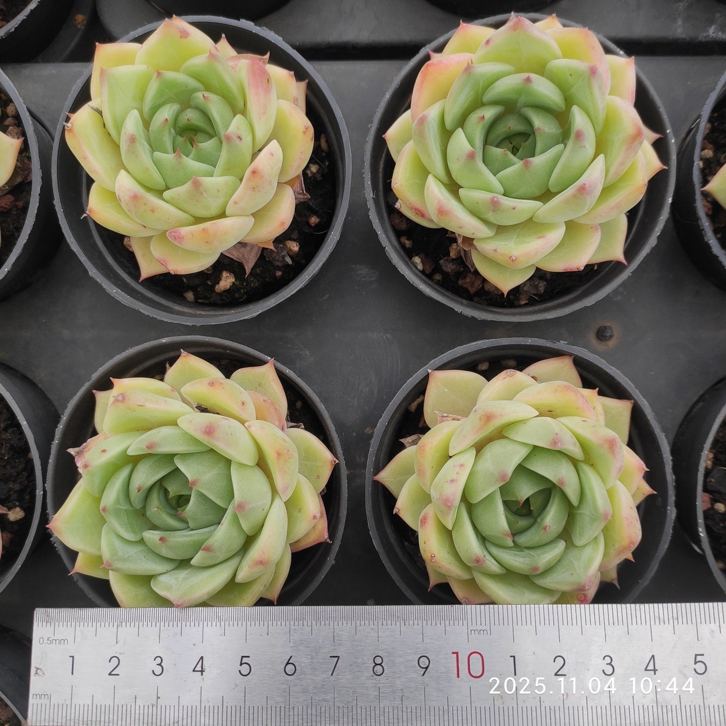 22260 イエロー ジェイン(9cm pot)