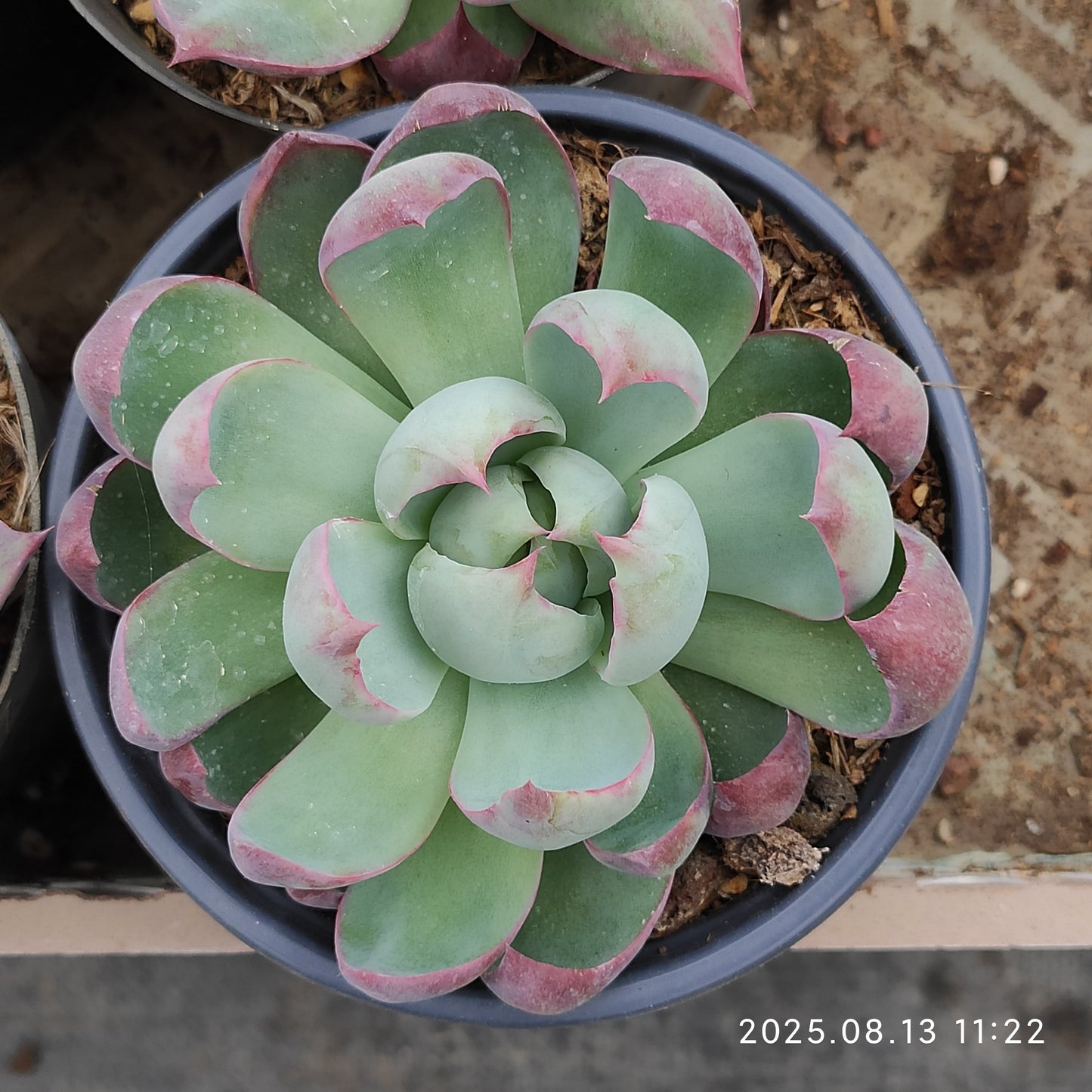 LB037 カシオ(12cm pot)