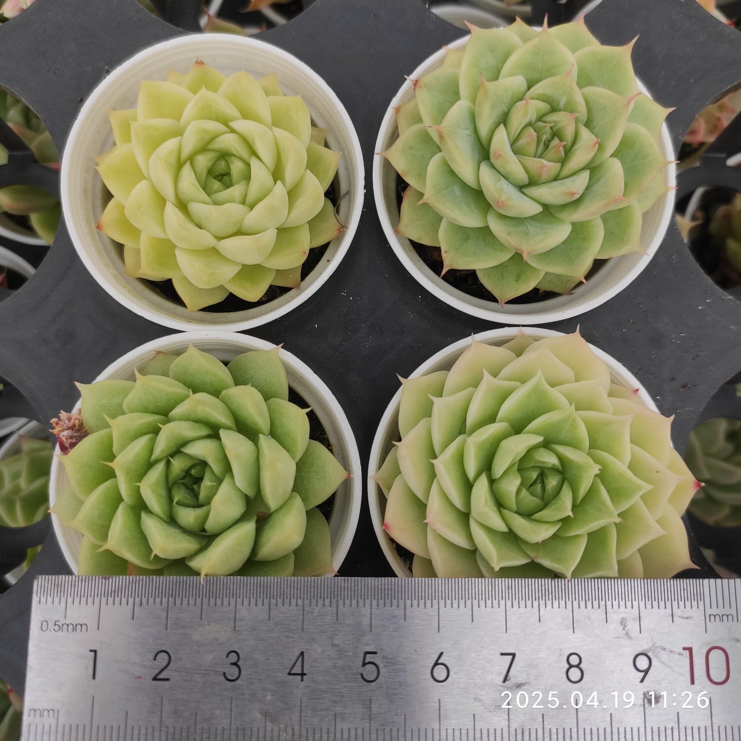 ZZA243 マルガンhyb (7cm pot)