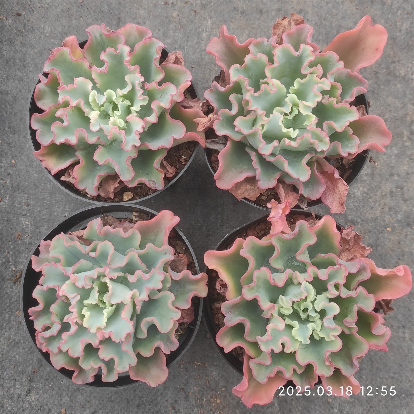 ZZA137 アクエリアス(12cm pot)