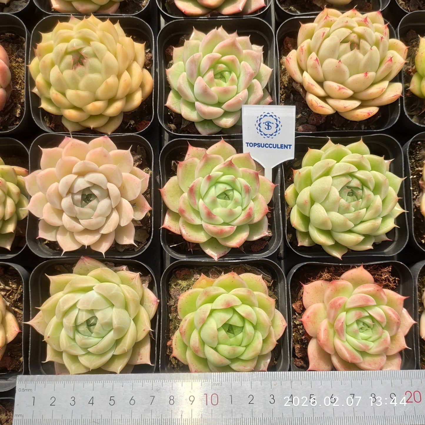 3793 マルガン Hyb