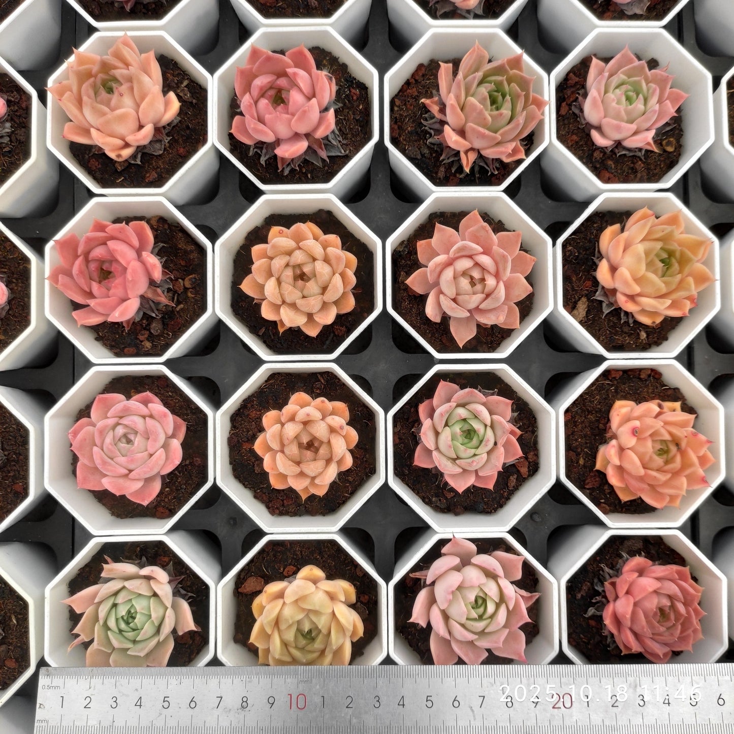 YBB340 ムーン エルフ(7cm pot)