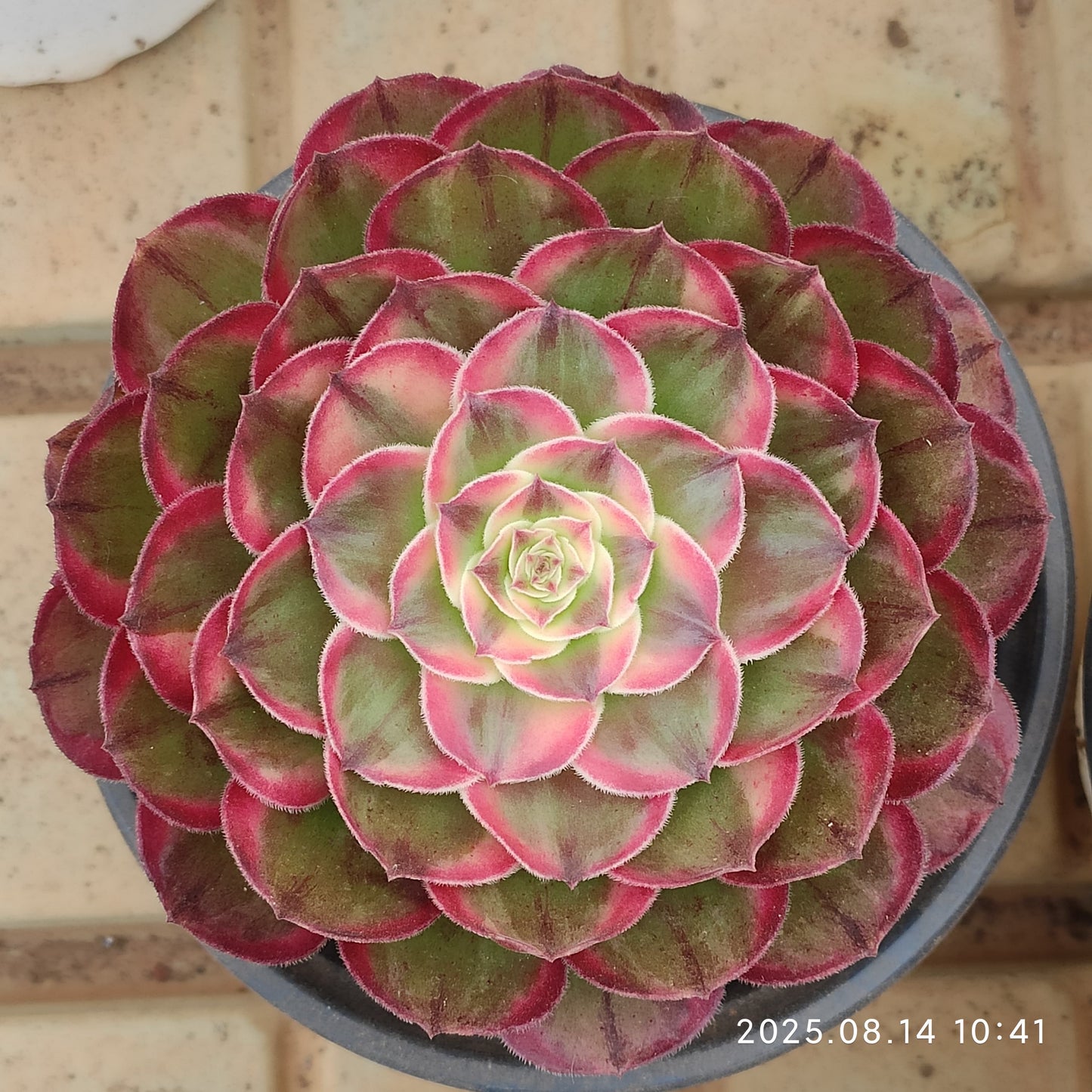 YS252 セーグッド(17cm pot )