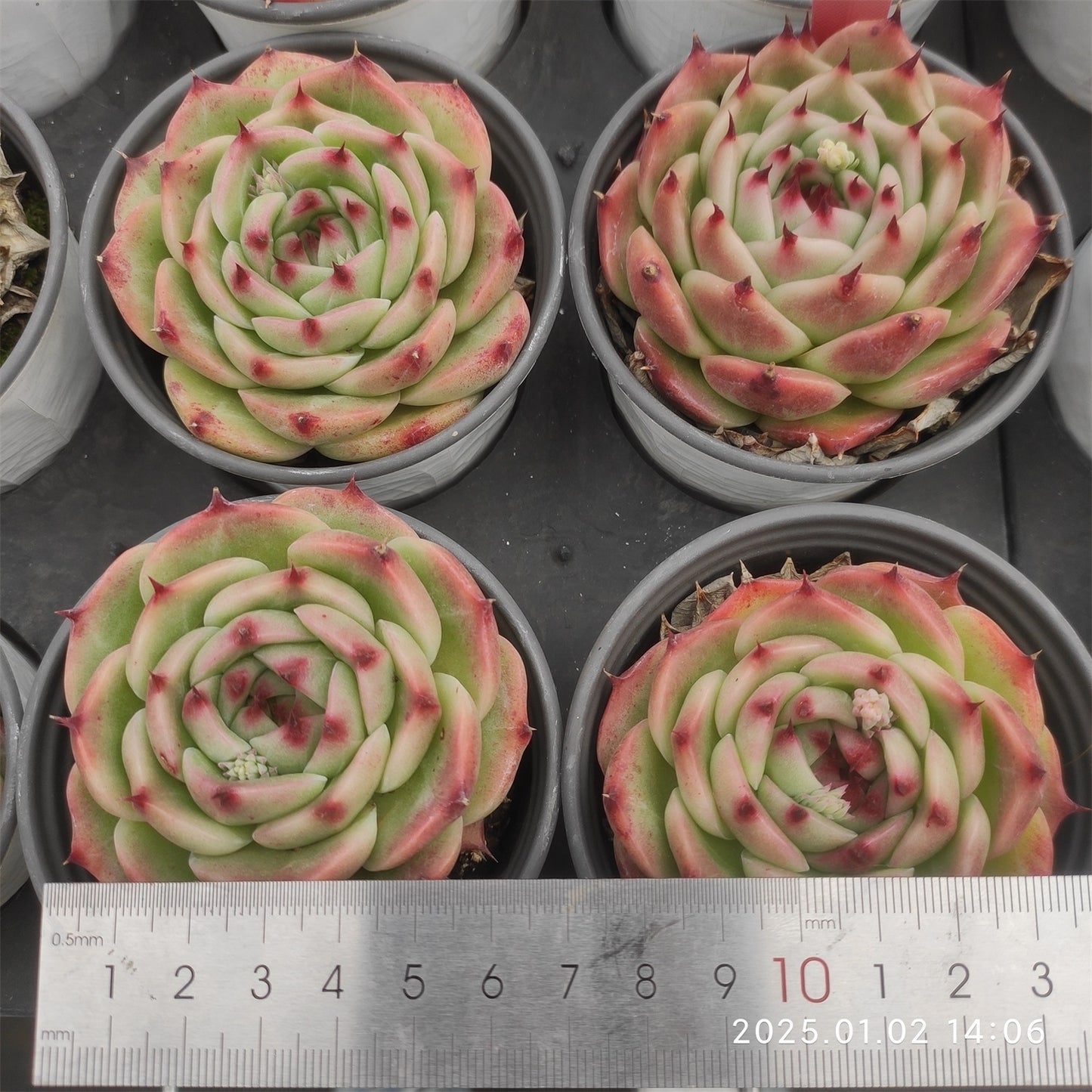 LMM315 ラウンディング(9cm pot)