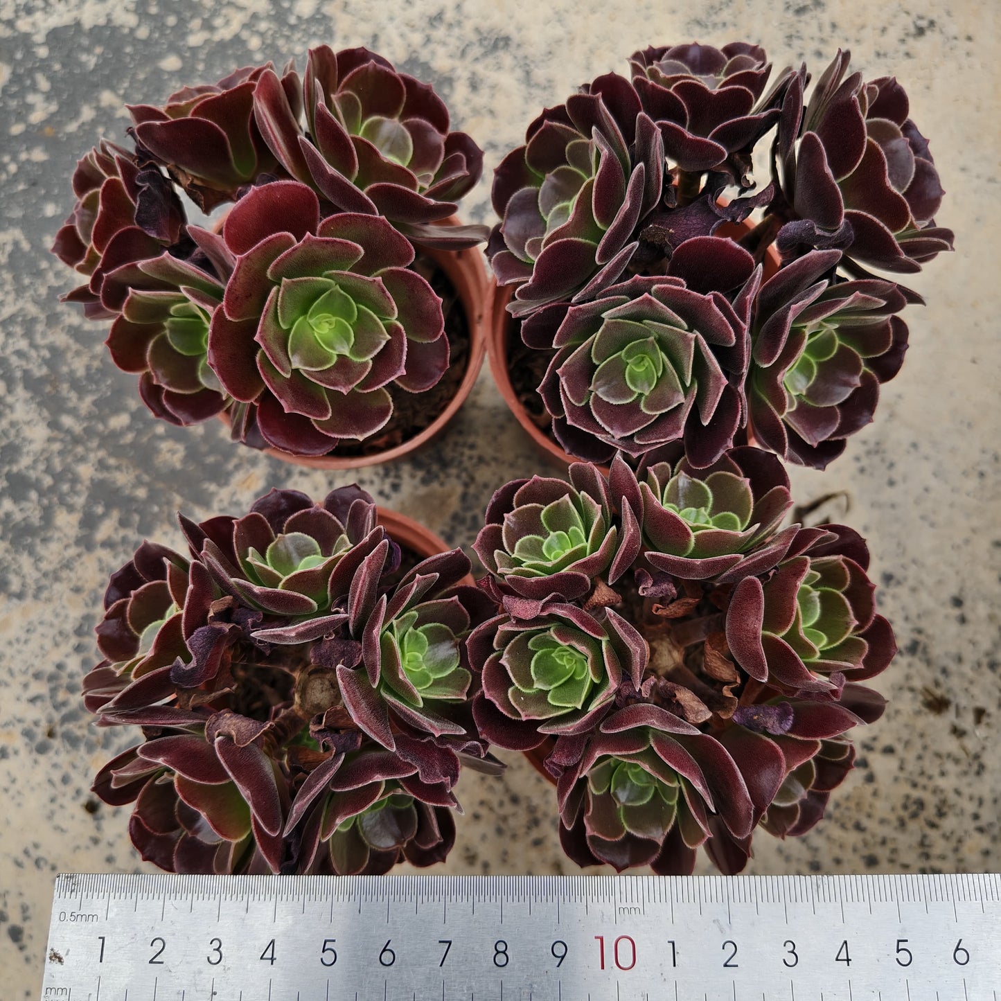 ZXX383 アーボーリーウム ベルア(9cm pot)