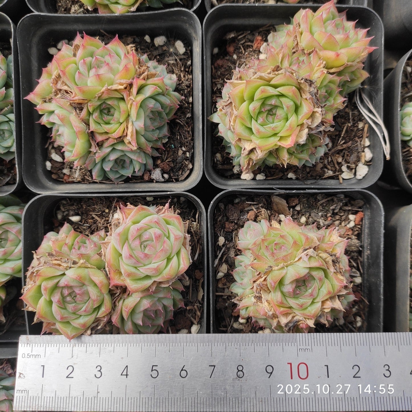 22189 パンドラ Hyb(7cm pot)