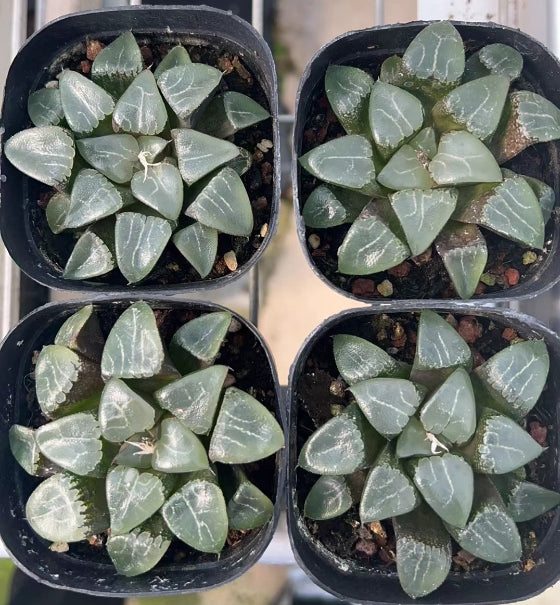 CS188 ハオルチア 月影(7cm pot)