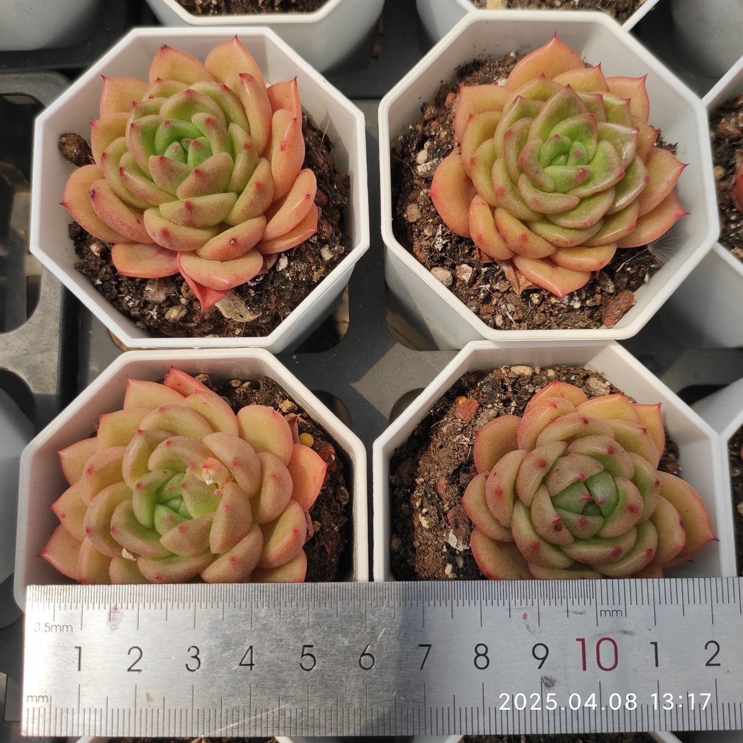 WWA362 リンコンHyb(50cm pot)