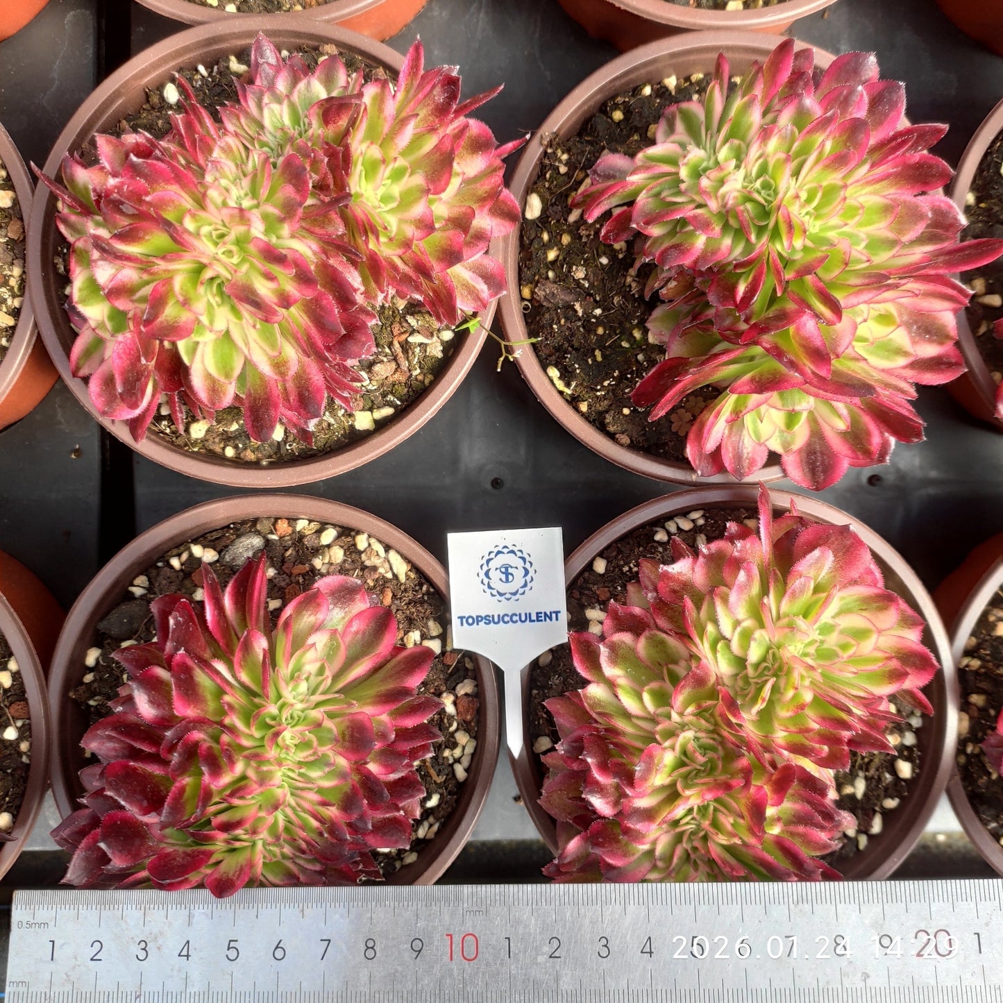 25493 アエオニウム ゴージャス綴化