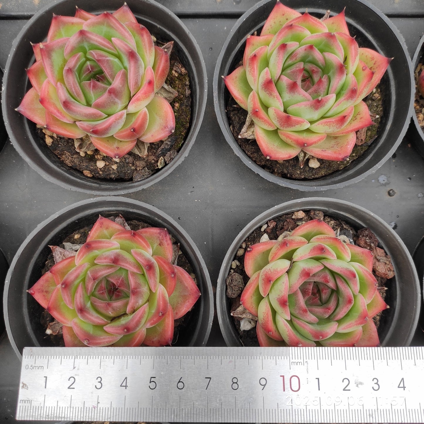 RC041 ピューロラ(9cm pot)
