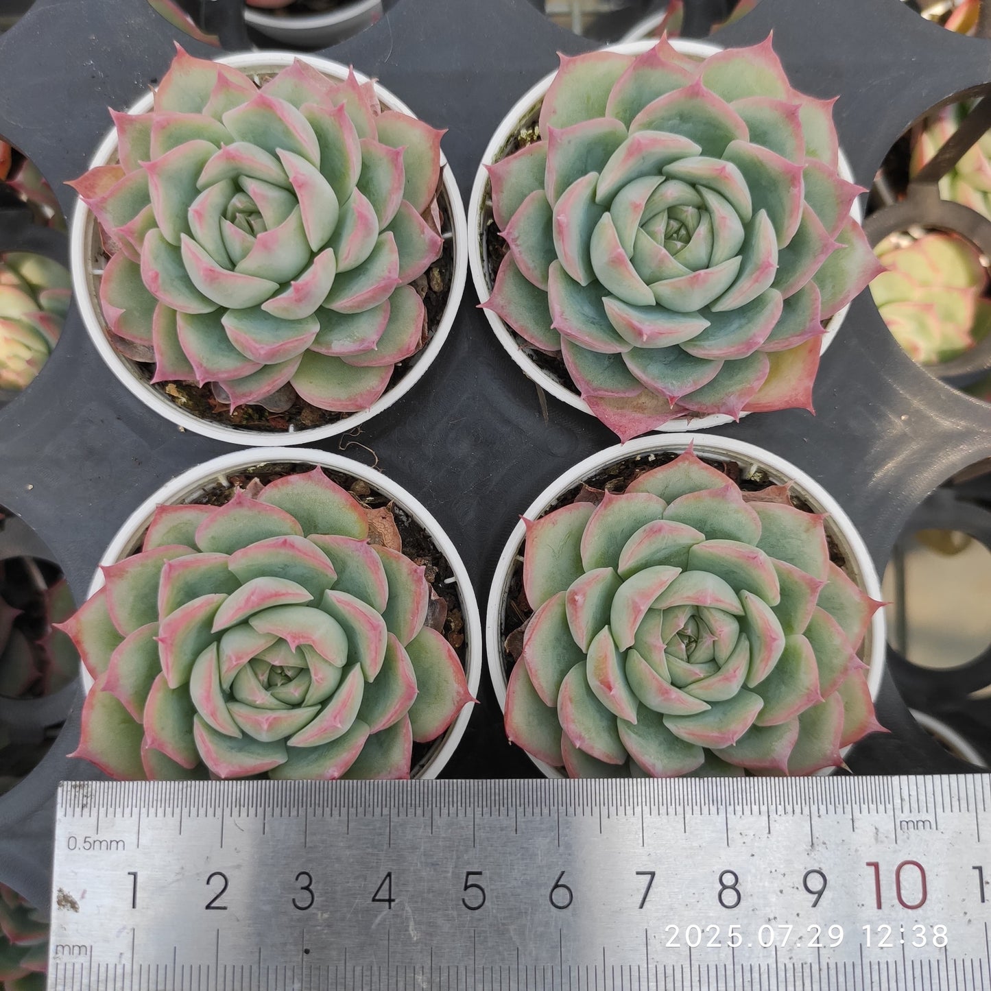 ZZA221 シルエット (5.5cm pot)