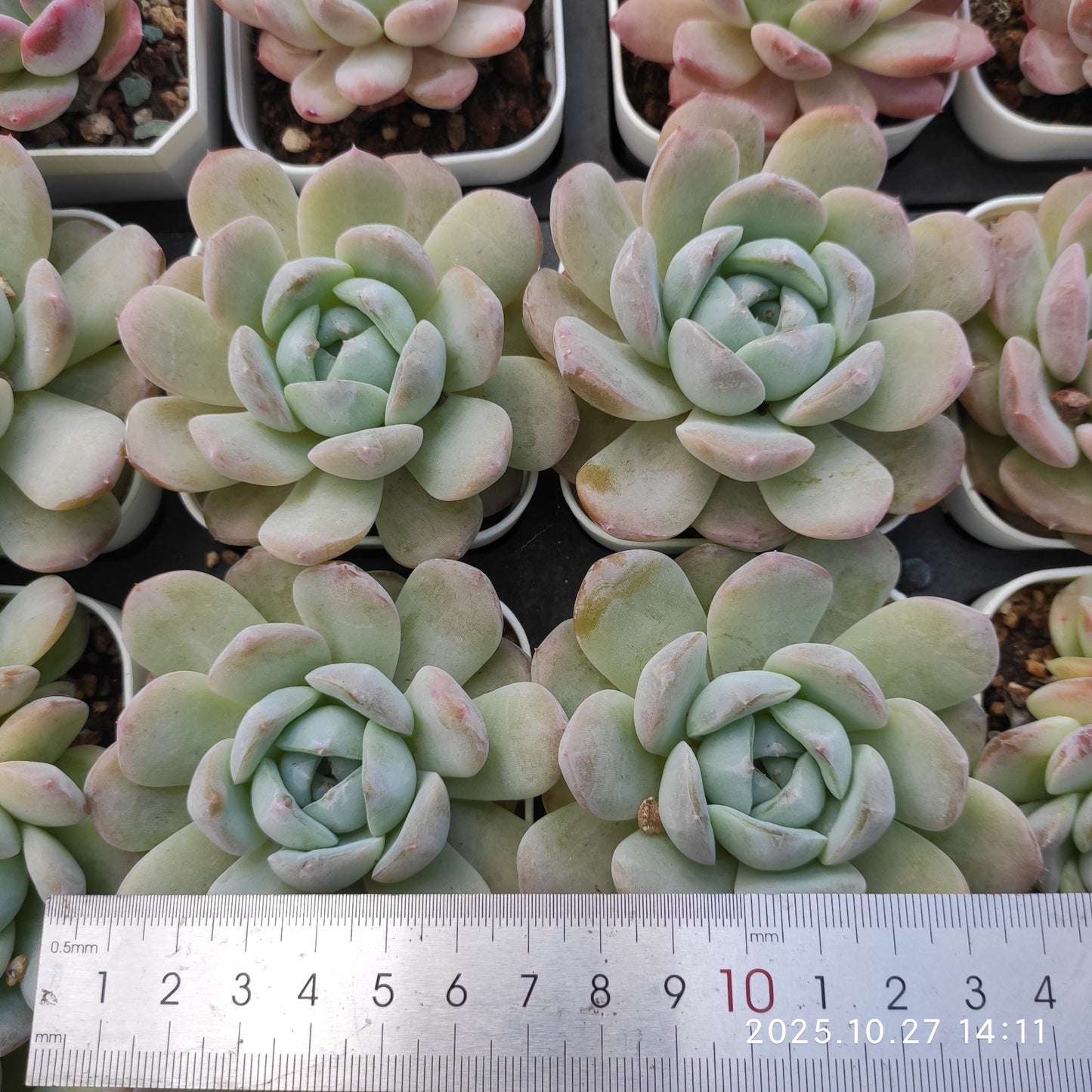 HG143 アイス グリーンHyb(7cm pot)